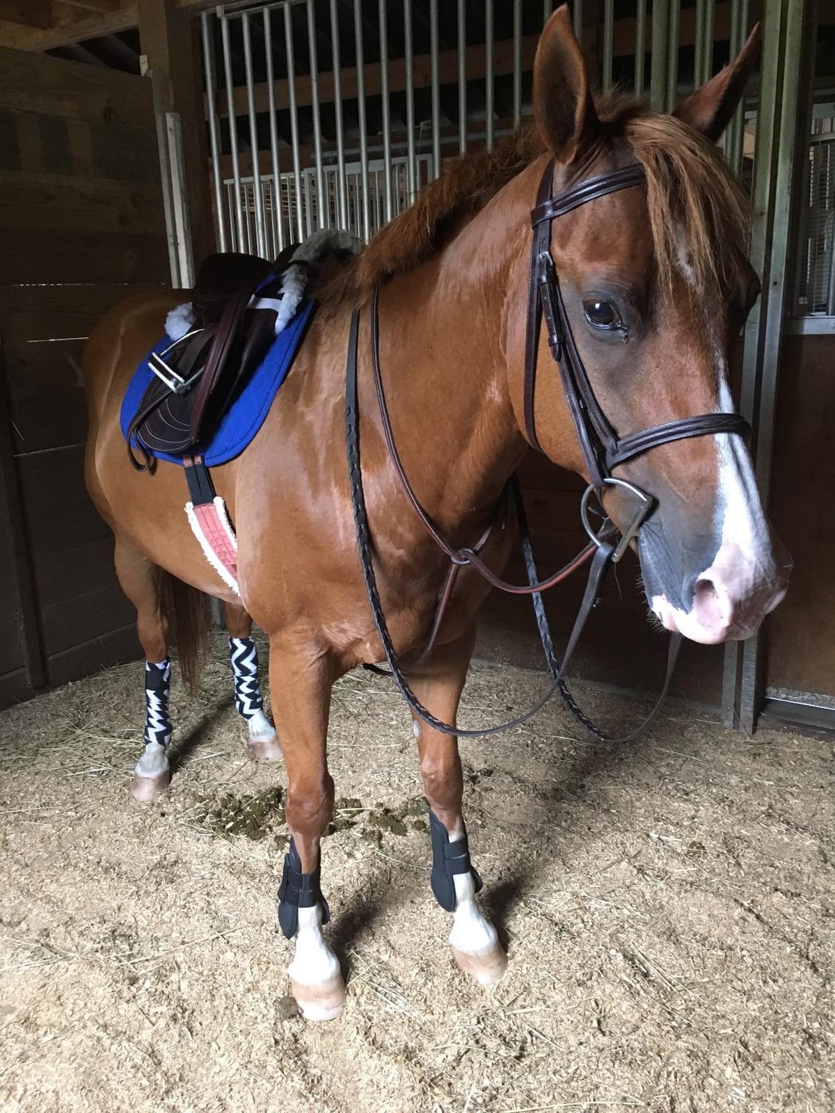 HORZE Chicago Protective Horse Boots, Secure Fit Splint Boots for Horses customer photo 2