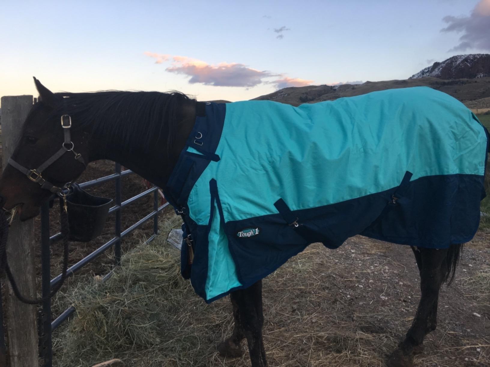 TOUGH1 1200D Turnout Blanket with SNUGGIT, 300-G, Purple, 81-in customer photo 1