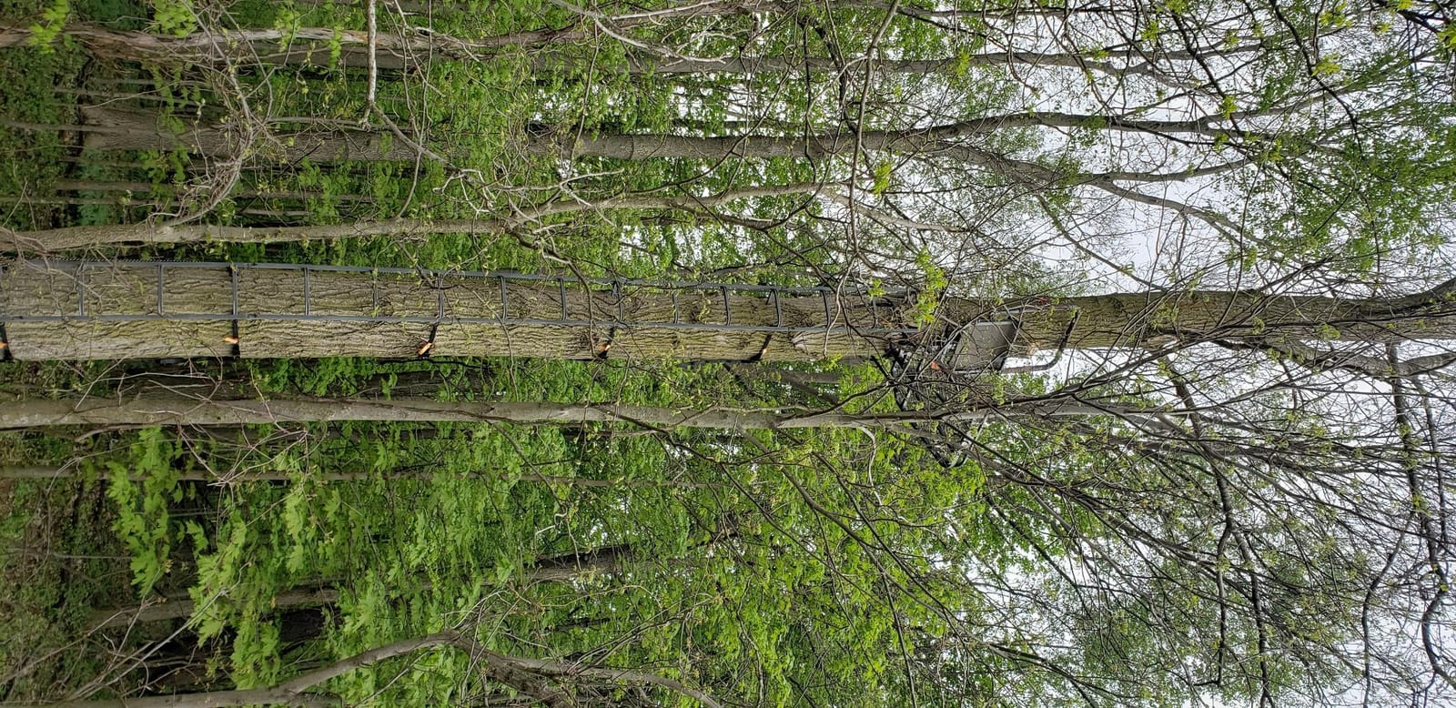 Millennium Treestands Monster Hang-on Treestand customer photo 1