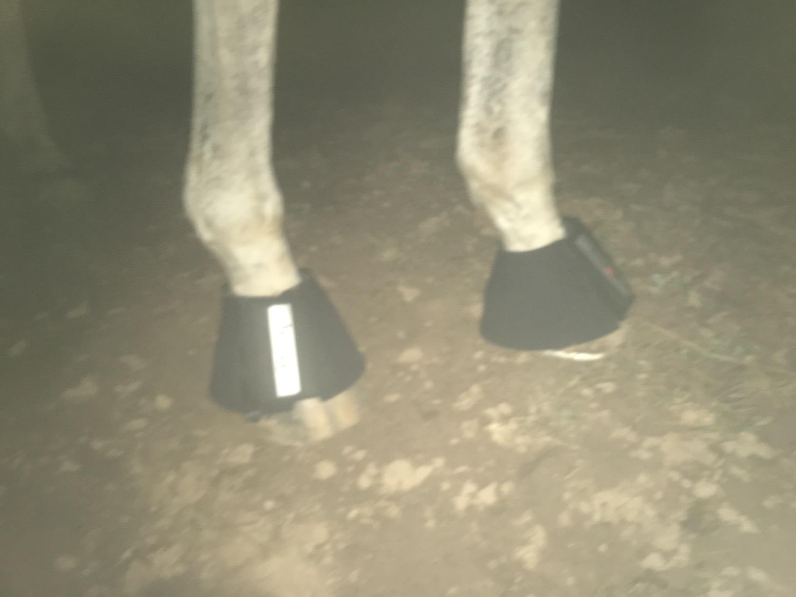 HORZE Pro Overreach Bell Boots for Horses, Neoprene Pair Horse Bell Boots customer photo 2