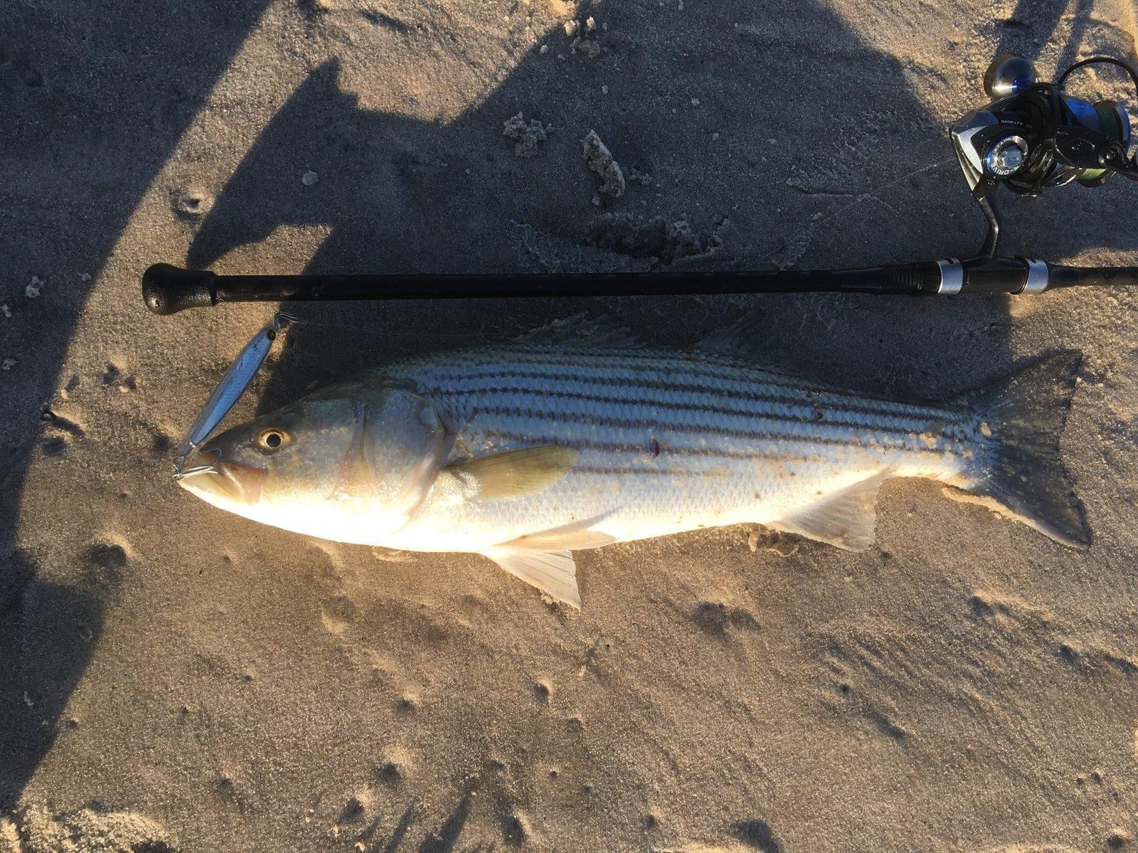 Tsunami Airwave Elite 2pc Saltwater Striper Surf SPINNING Rod 8'8