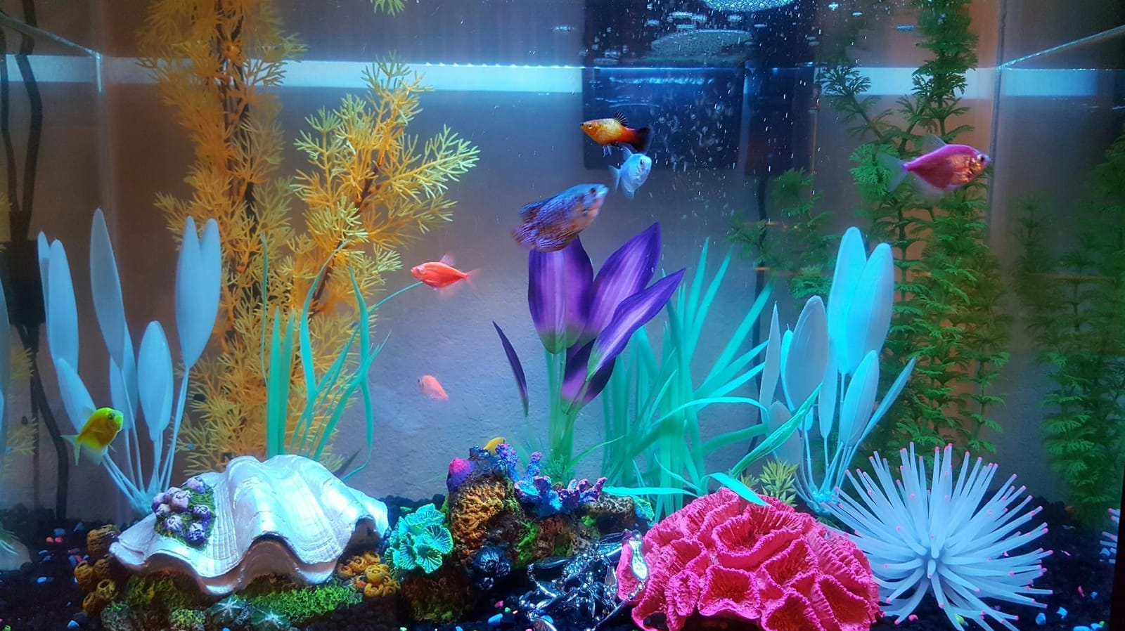 Tetra Color Complete 20 Gallon Fish Tank Kit for Freshwater, Saltwater Fish customer photo 2