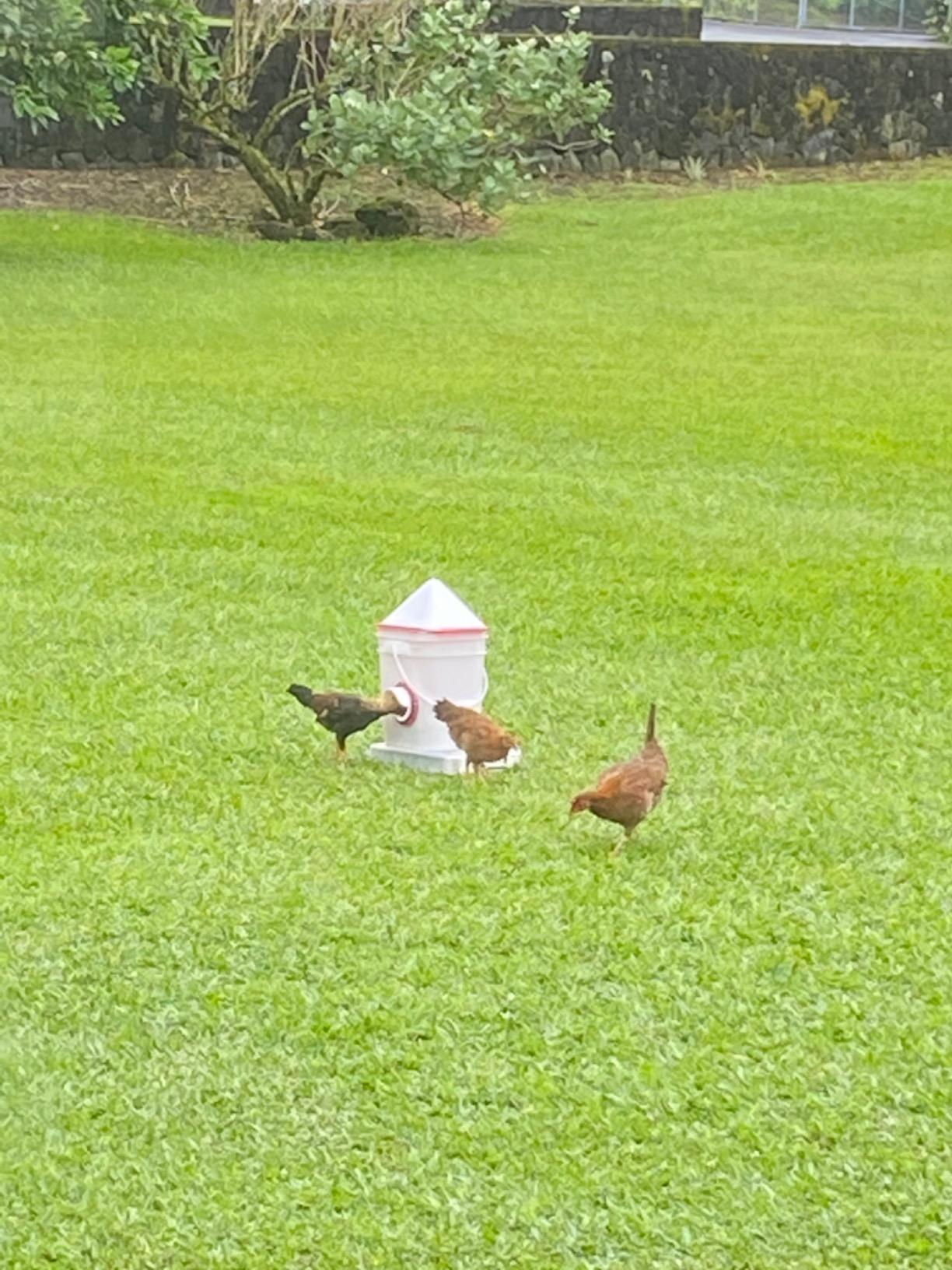 RentACoop 25lb Chicken Feeder with 4 Large Ports - Center Placement customer photo 1