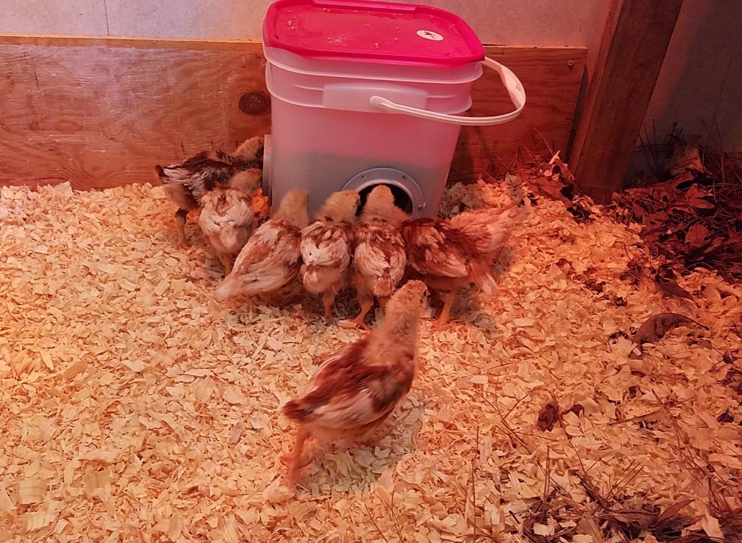 RentACoop 25lb Chicken Feeder with 4 Large Ports - Center Placement customer photo 2