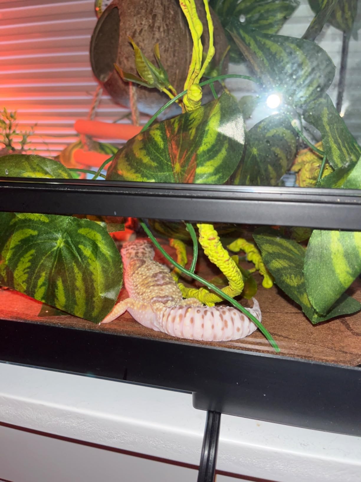 Aiicioo Reptile Heating Pad - Hermit Crab Heater Heat Mat for Reptiles Snake Lizard Terrarium 8 Watt customer photo 2