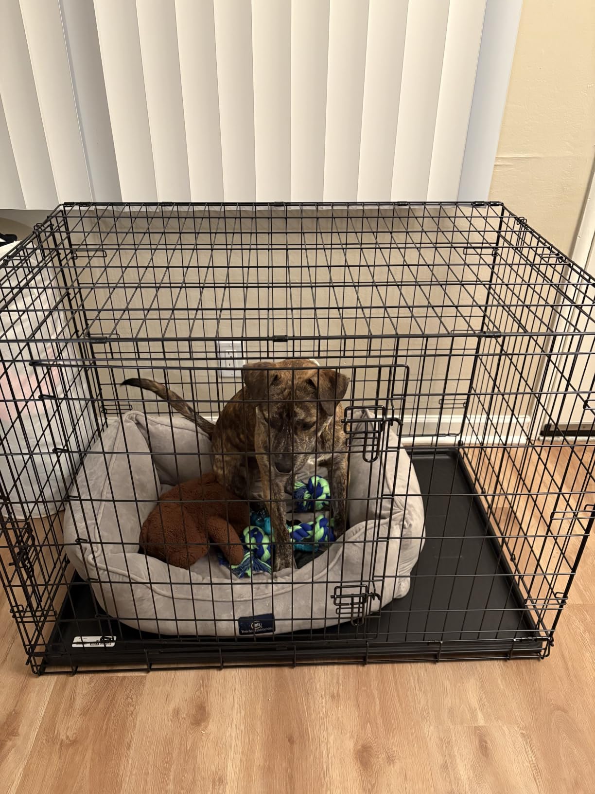 New World by Midwest 48-Inch Double Door Crate, XL Breeds, 90-110 lbs customer photo 2