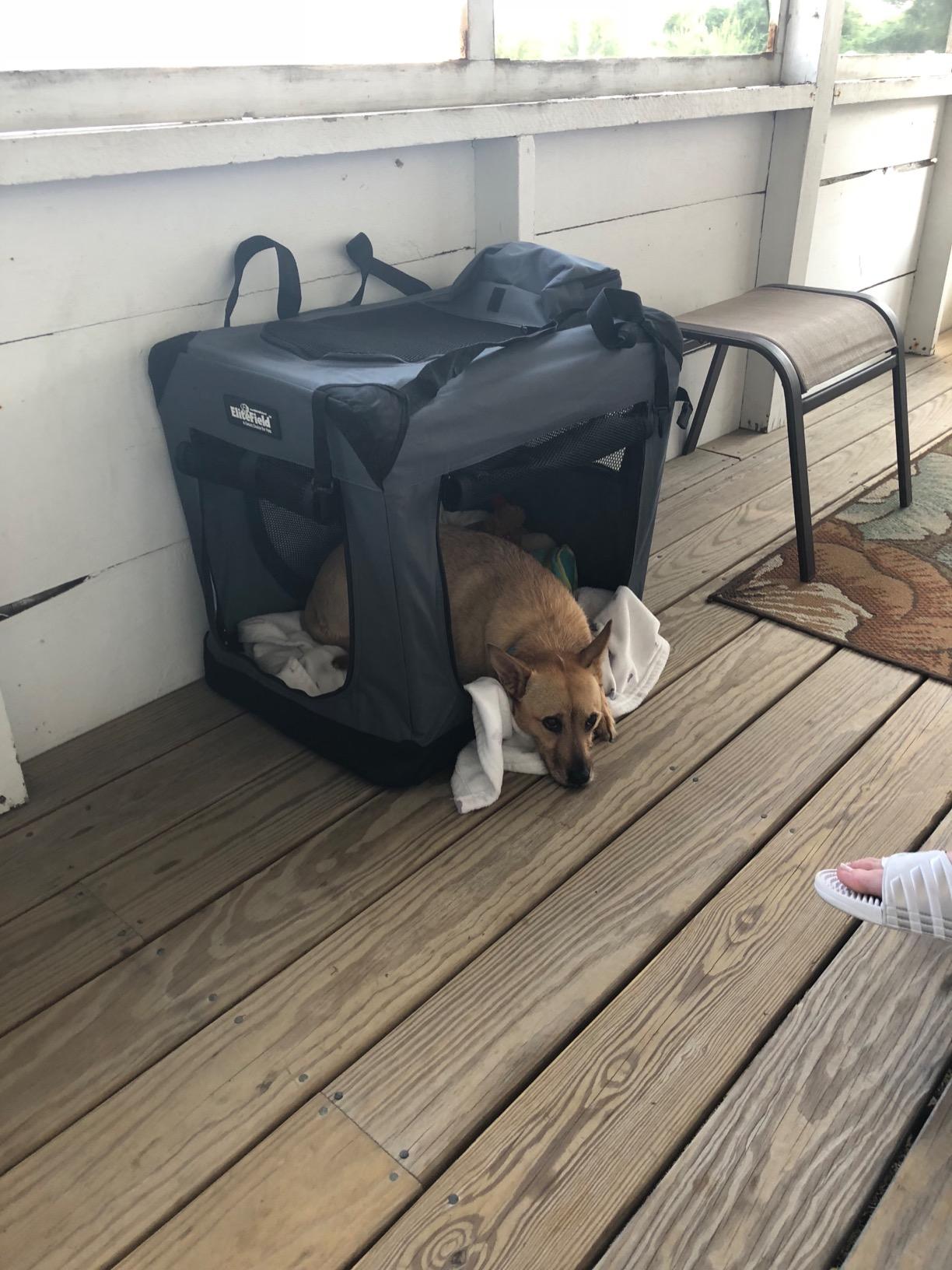 EliteField 3-Door Soft Dog Crate with Bed & Carrying Bag (2-Year Warranty) customer photo 1