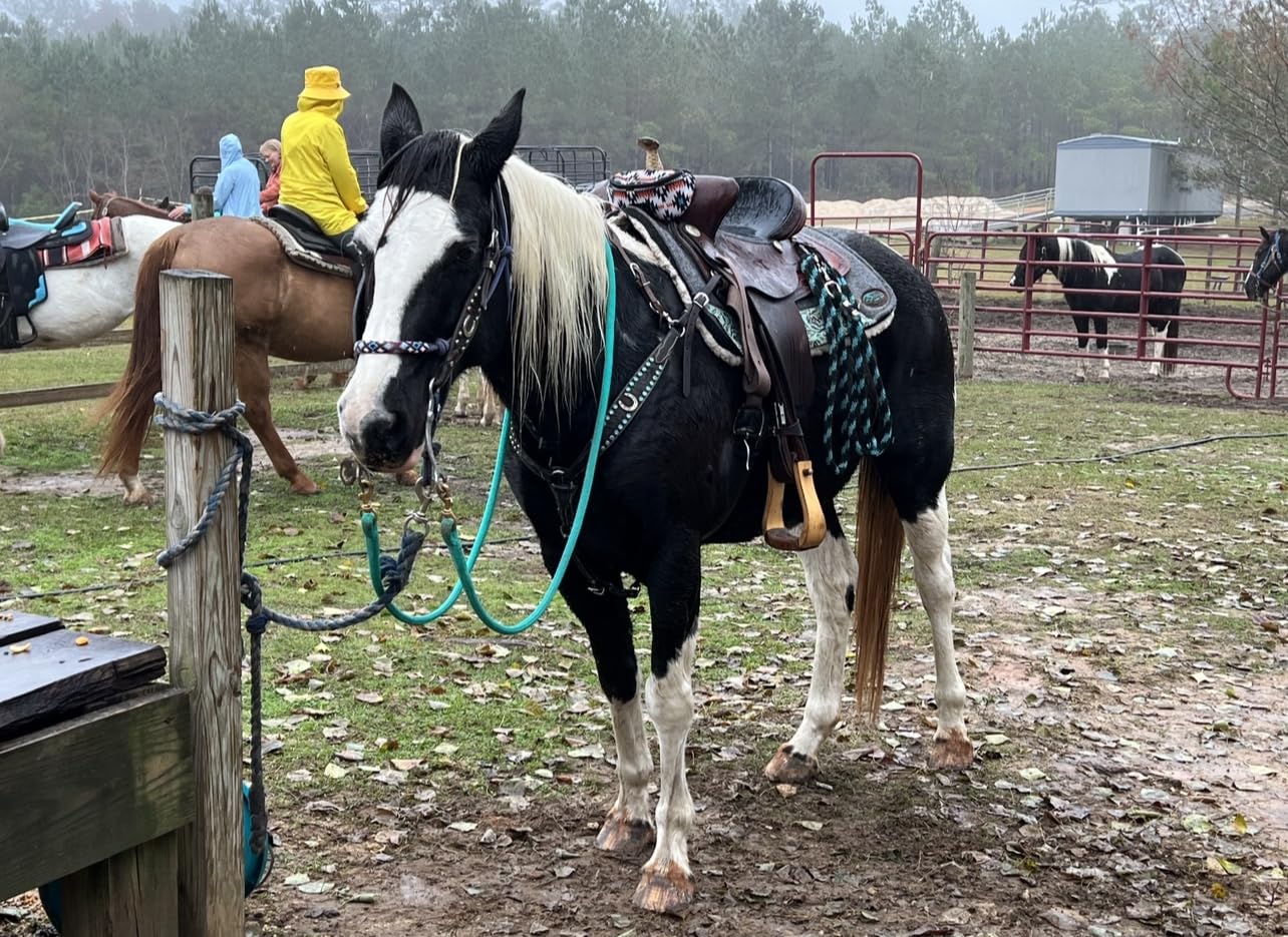Southwestern Equine Made in the USA OrthoRide Correction Saddle - Fleece Bottom customer photo 2