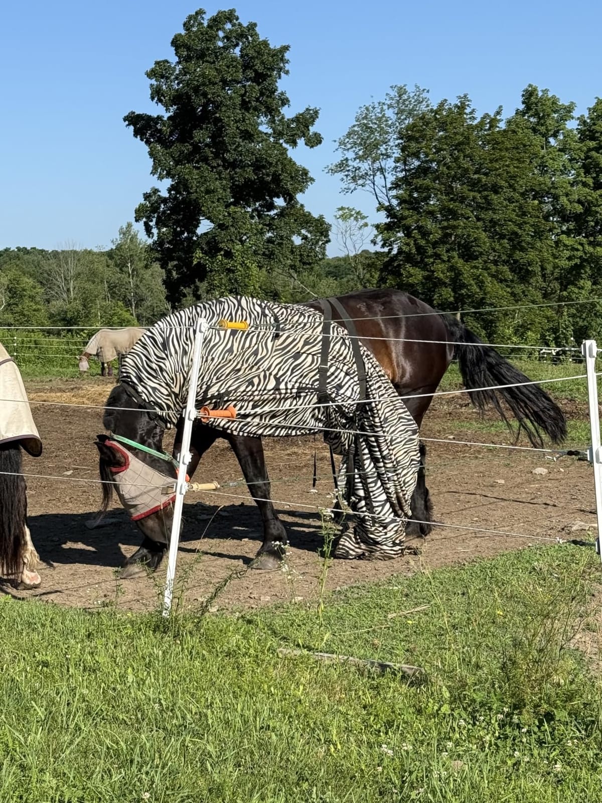 QHP Horse Fly Sheet | Sweet Itch Rug customer photo 1