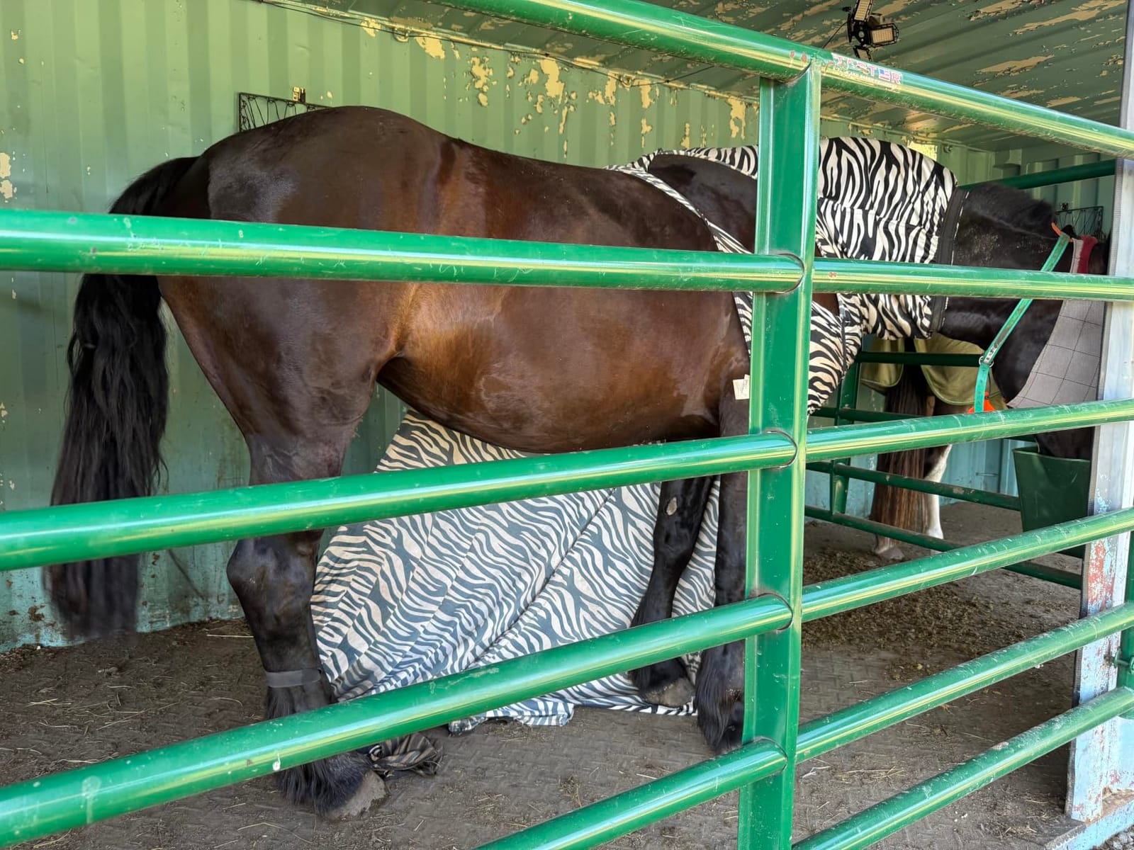 QHP Horse Fly Sheet | Sweet Itch Rug customer photo 2