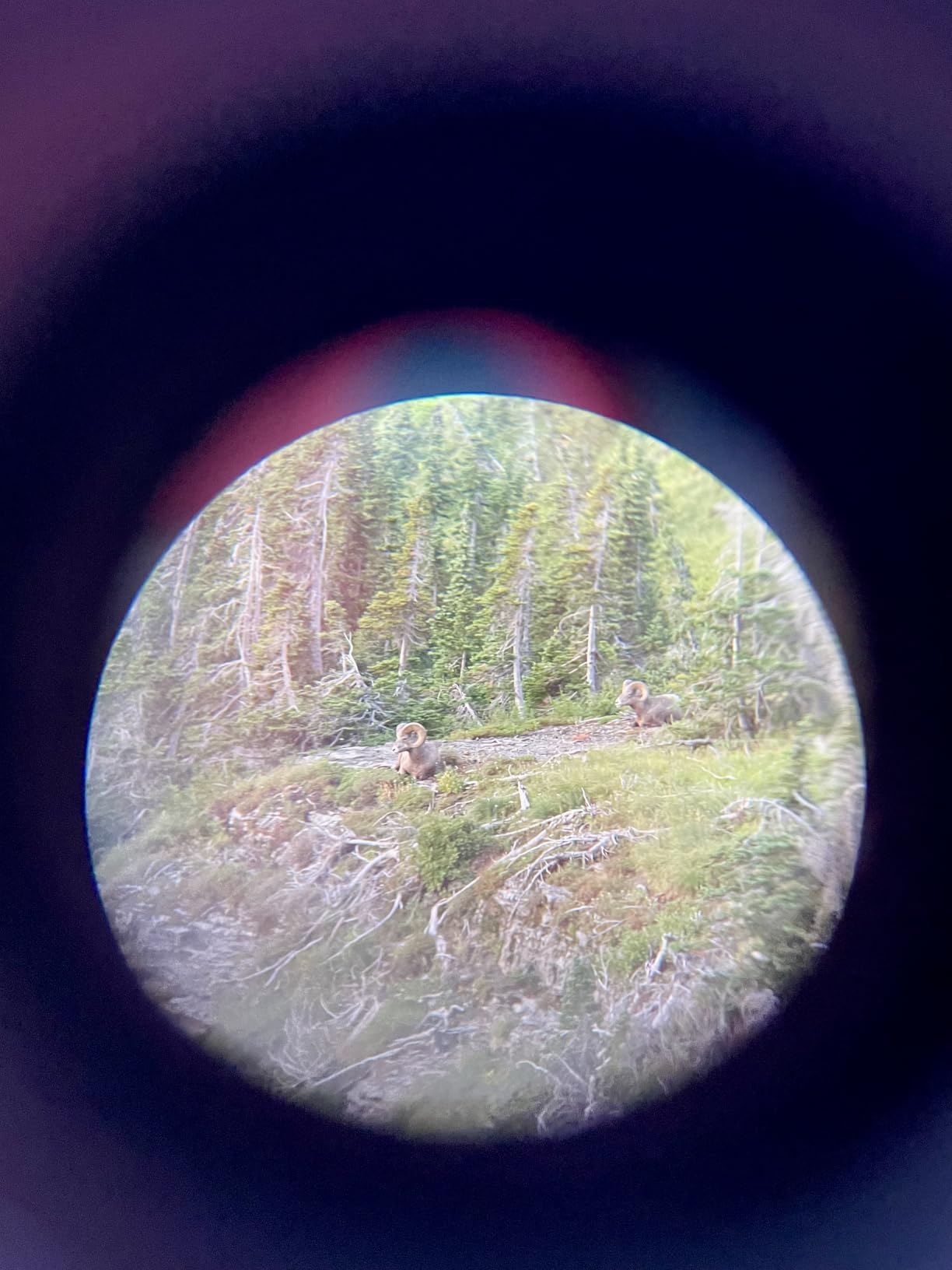 Aurosports 10x25 Compact Binoculars for Bird Watching, Cruise Ship, Travel customer photo 2
