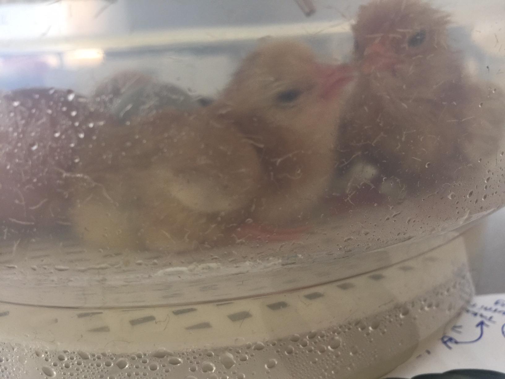HBlife Digital Egg Incubator for Hatching 9-12 Chicken, Quail and Duck Eggs, with Fully Automatic Egg Turning and Temperature Display, Hatcher for Turkeys, Birds, Parrots and Poultry customer photo 1