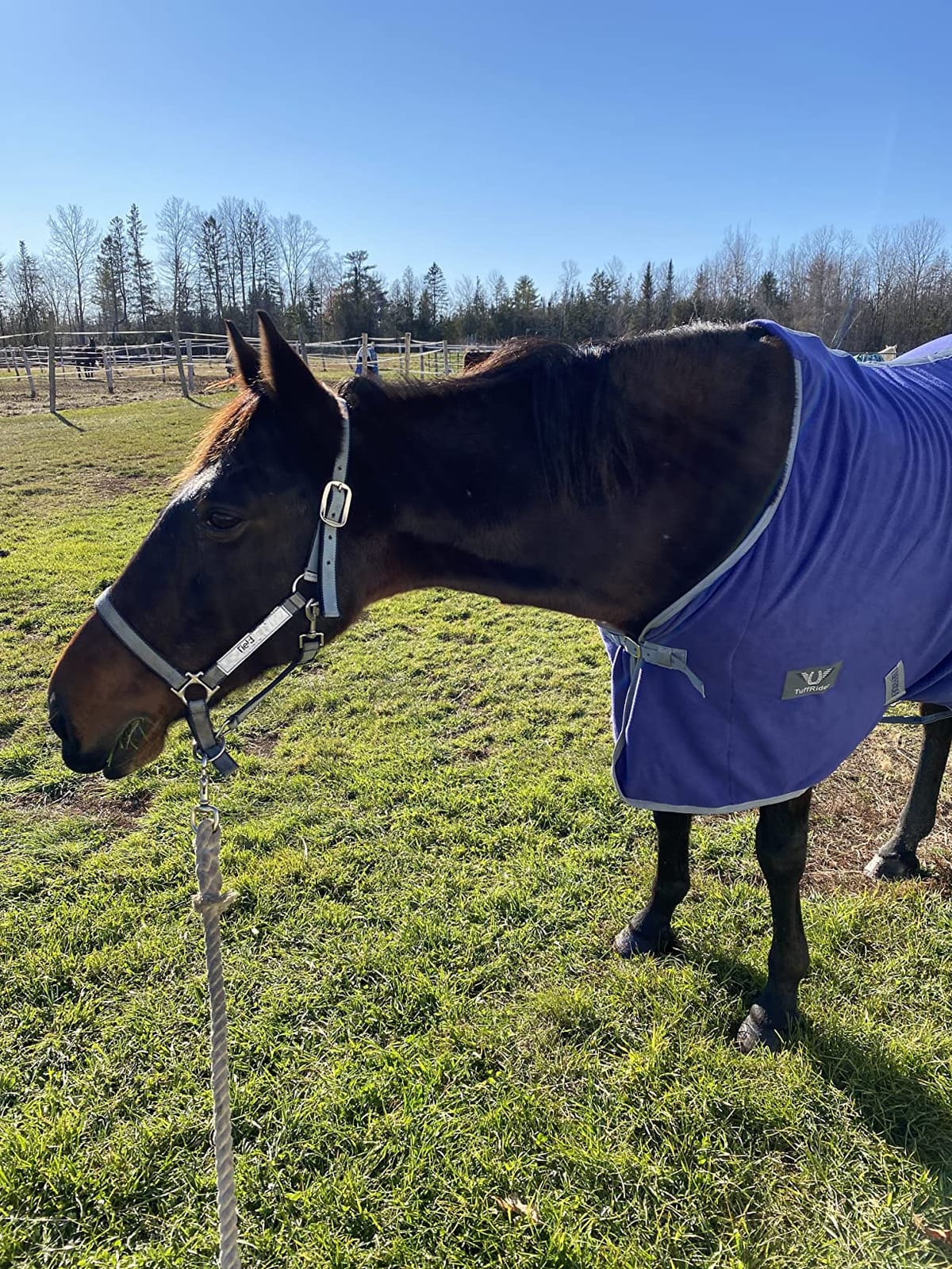 TuffRider Fleece Cooler Sheet for Horse - Black - 87 customer photo 2