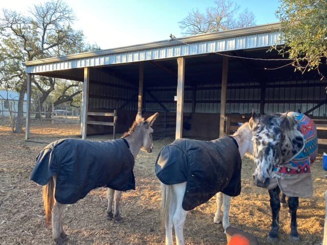 Horze Nevada Medium Weight 1200D Waterproof Horse Turnout Blanket (200g Fill) - Black - 75 in customer photo 2