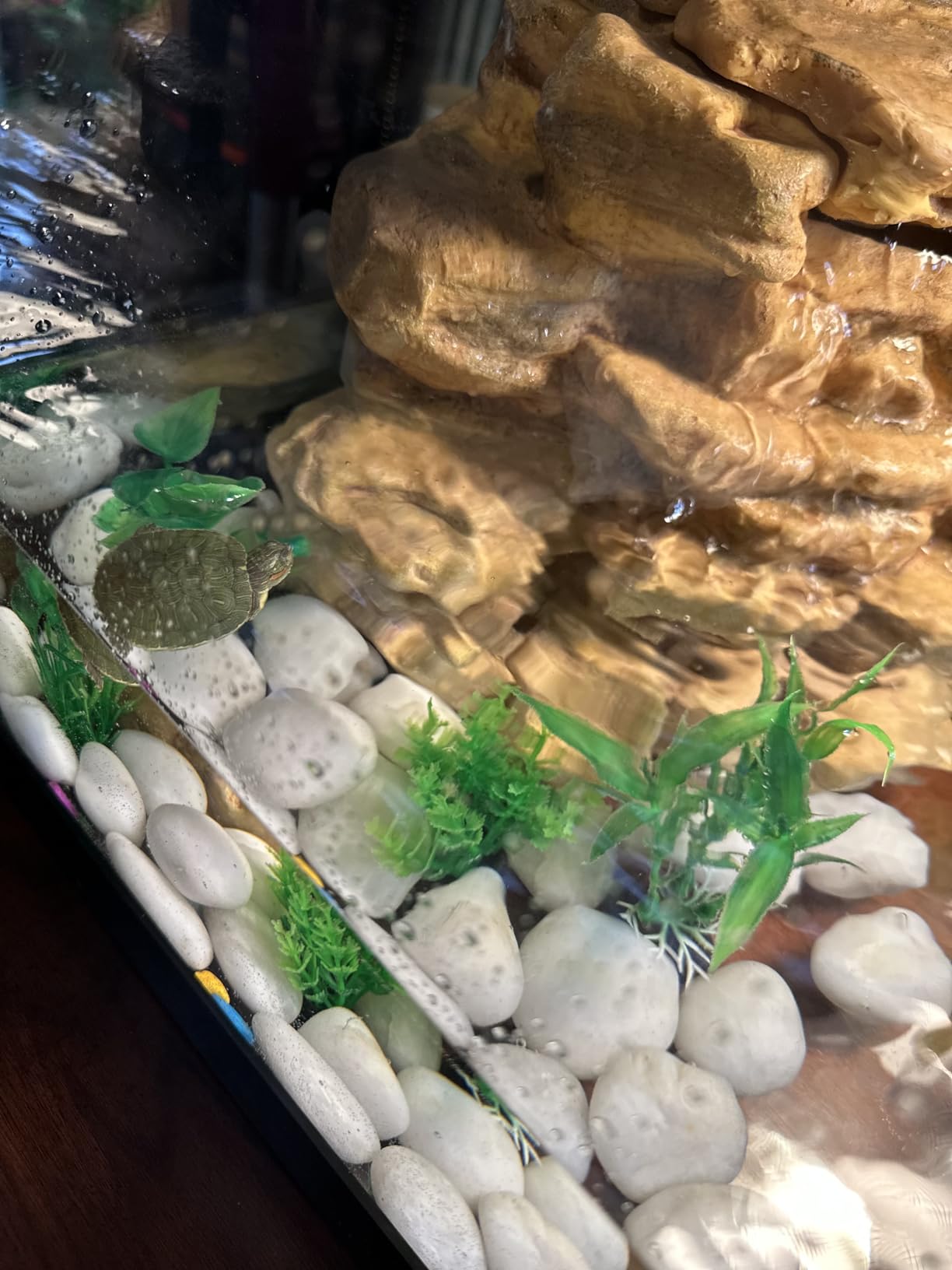 Tetra 20 Gallon Deluxe Aquarium Kit for Aquatic Turtles customer photo 1