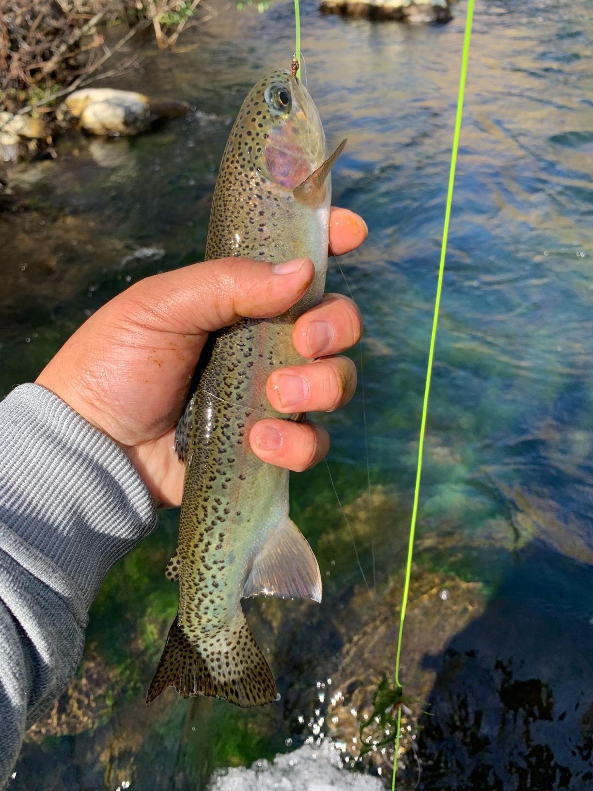 Maxcatch Ultra-Lite Fly Rod for Stream River Panfish/Trout Fishing 1/2/3 Weight and Combo Set Available customer photo 2