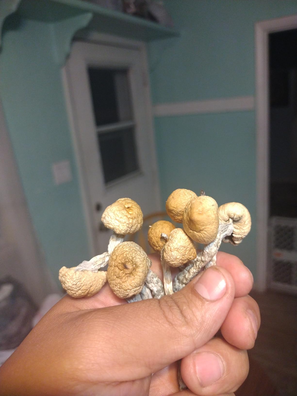 12 Jars Mushroom Growing Kit Ultimate Fast Automated Cultivation Equipment customer photo 2