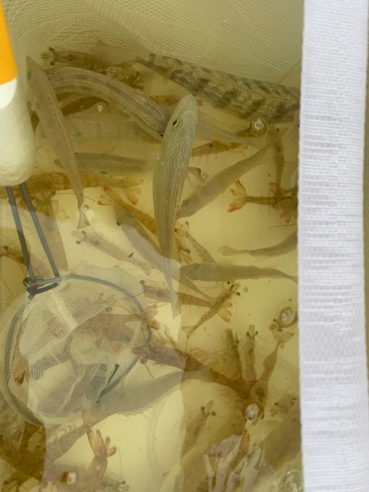 Frabill Magnum Bait Station 19 Quart Live Bait Well, White and Yellow customer photo 1