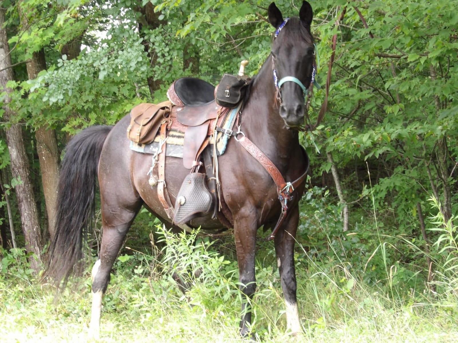 HILASON Hand-Tooled Treeless Western Saddle, Antique Dark Brown customer photo 1