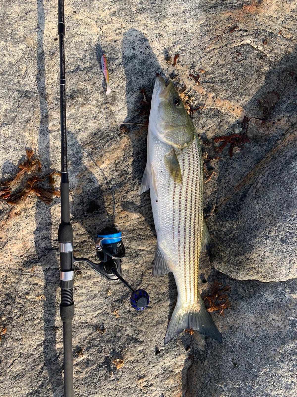 Tsunami Trophy Spinning Surf Rods Series II customer photo 1