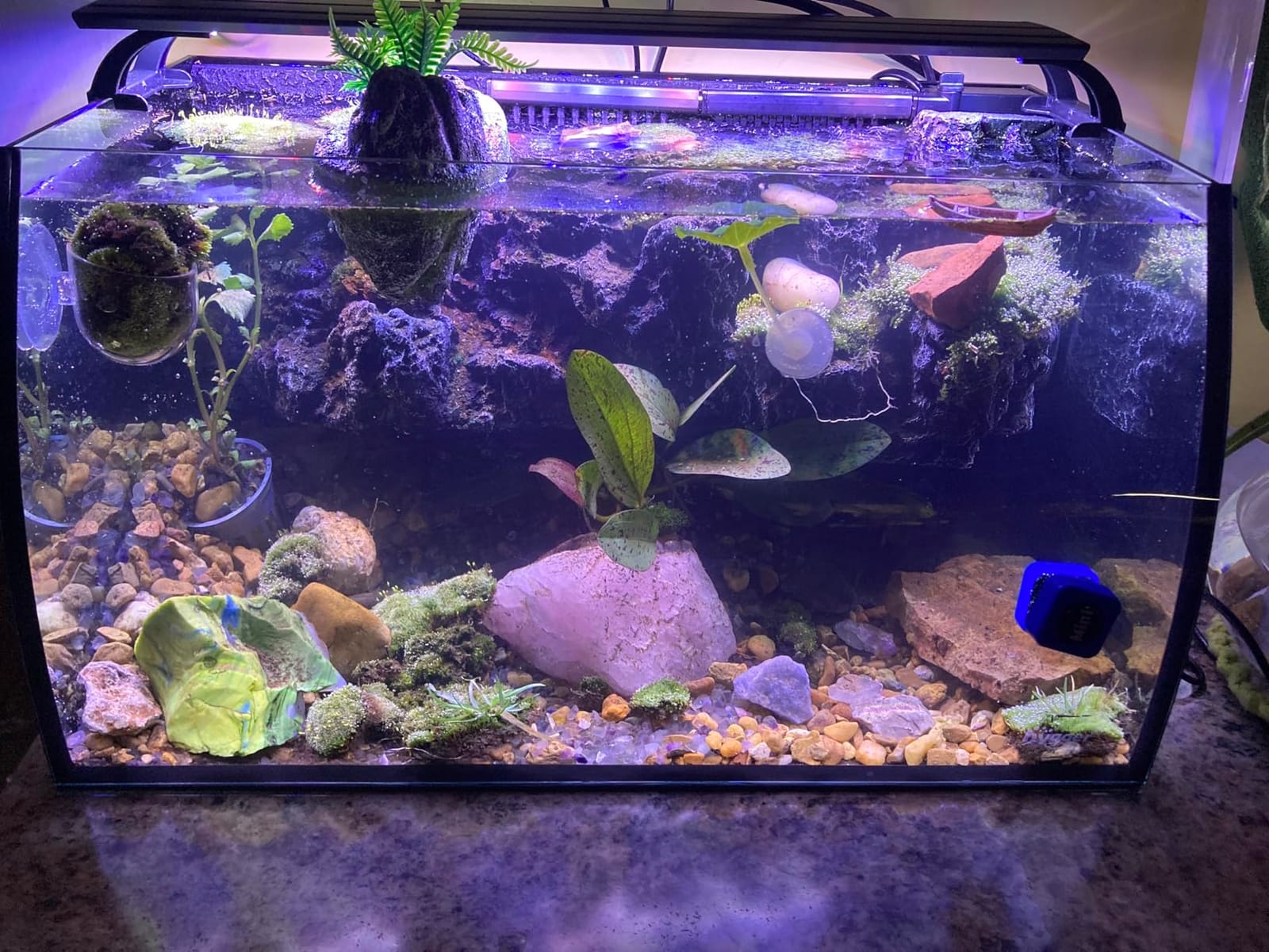 hygger Horizon 8 Gallon LED Glass Aquarium Kit for Starters with 7W Power Filter Pump, 18W Colored led Light, Wide View Curved Shape Fish Tank with Undetachable 3D Rockery Background Decor customer photo 2