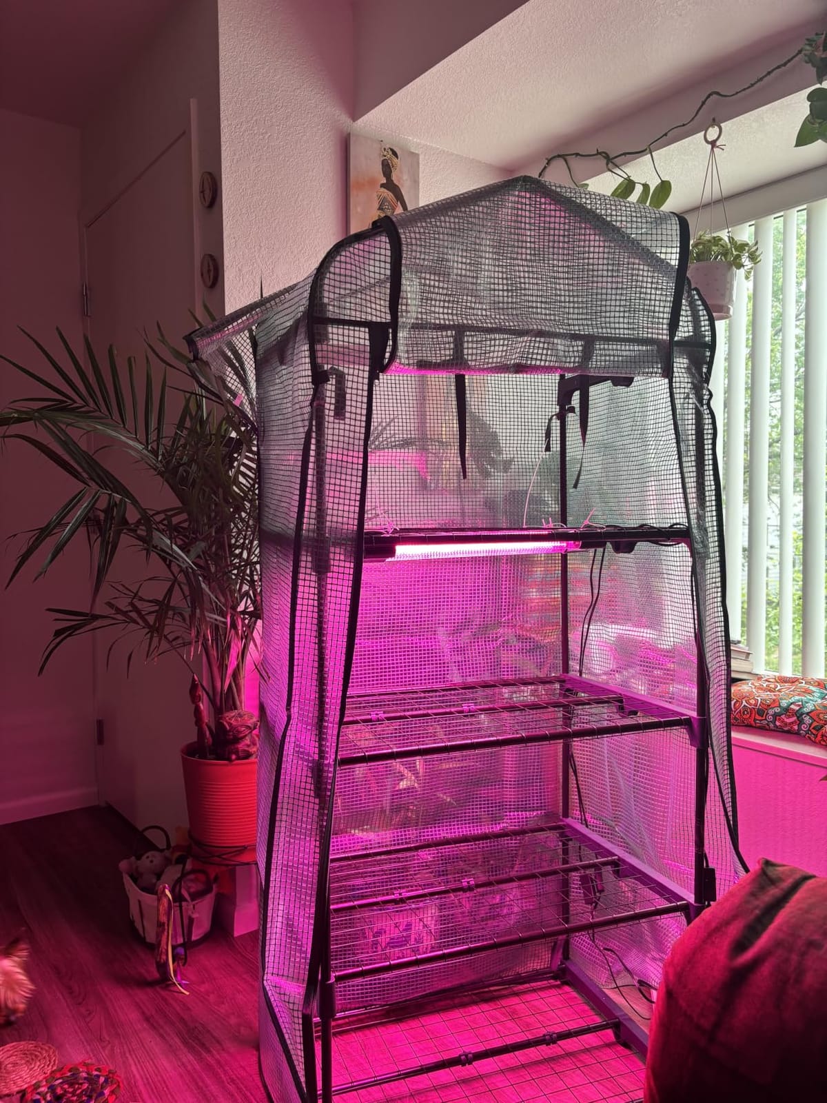 Ohuhu Mini Greenhouse for Indoor Outdoor, 27 x 19 x 62-Inch Small Plant Green House 4-Tier Rack Stand Portable Greenhouses with Durable PE Cover for Seedling, Ideal Gardening Gifts for Women Men customer photo 2