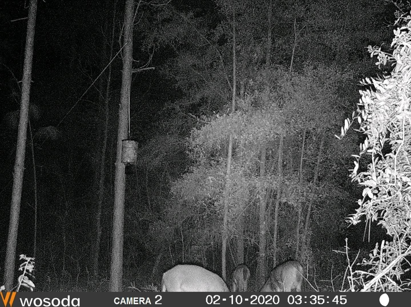 WOSODA 2 Pack Trail Cameras with Night Vision Motion Activated Waterproof,48MP Game Camera,1080P HD Trail Cam with SD Card for Wildlife Monitoring,Outdoor Scouting & Security(Non-WiFi) customer photo 2