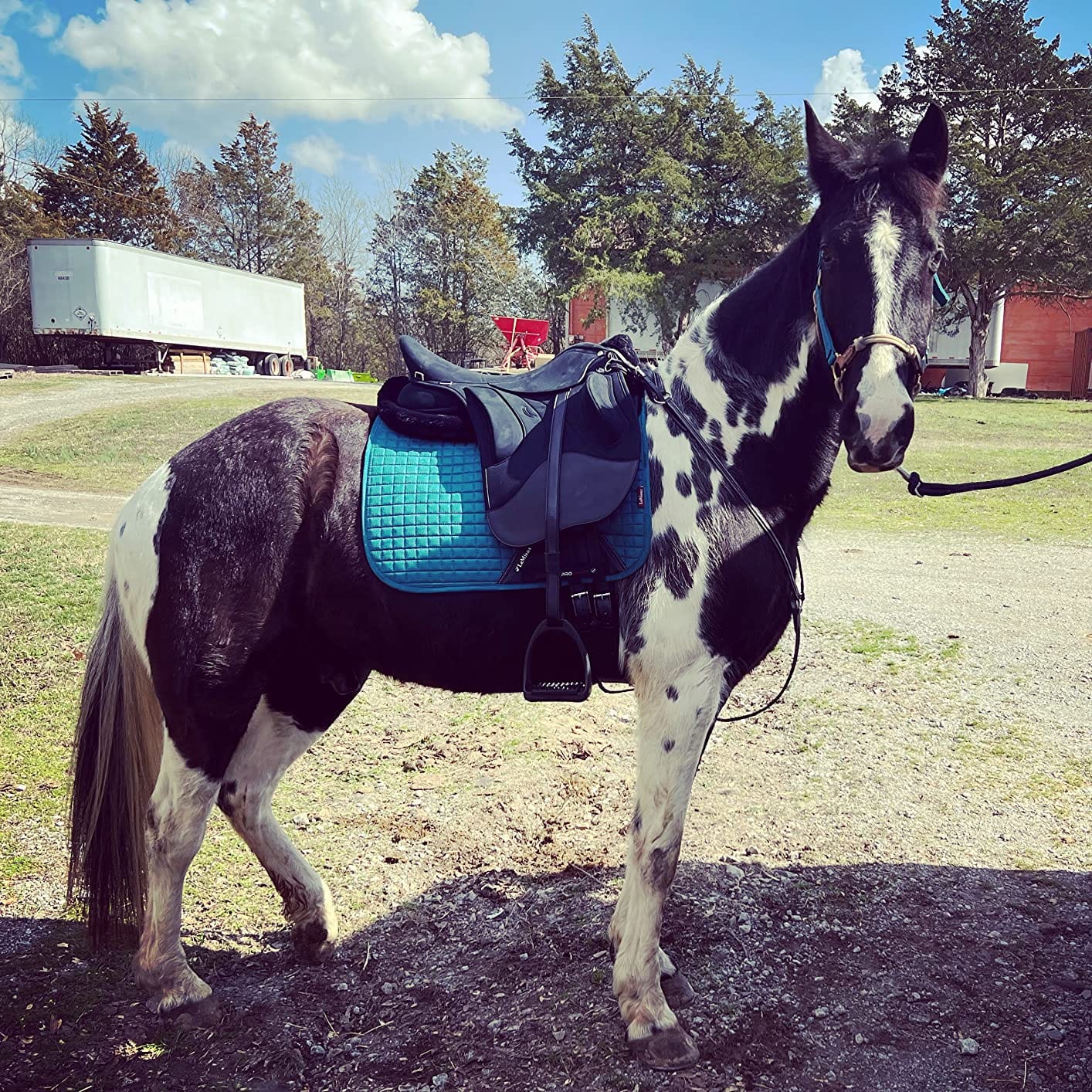 Wintec Pro HART Endurance Saddle customer photo 2