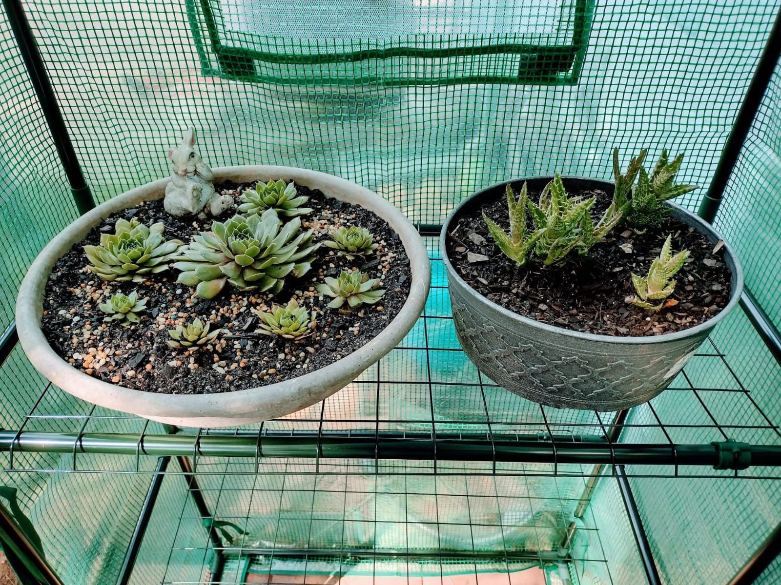 Portable Walk-in Greenhouse for Outdoors, 56x30x76 Plant House with Shelves customer photo 1