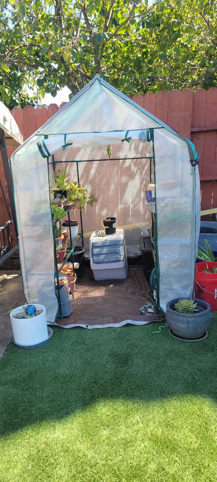 Portable Walk-in Greenhouse for Outdoors, 56x30x76 Plant House with Shelves customer photo 2