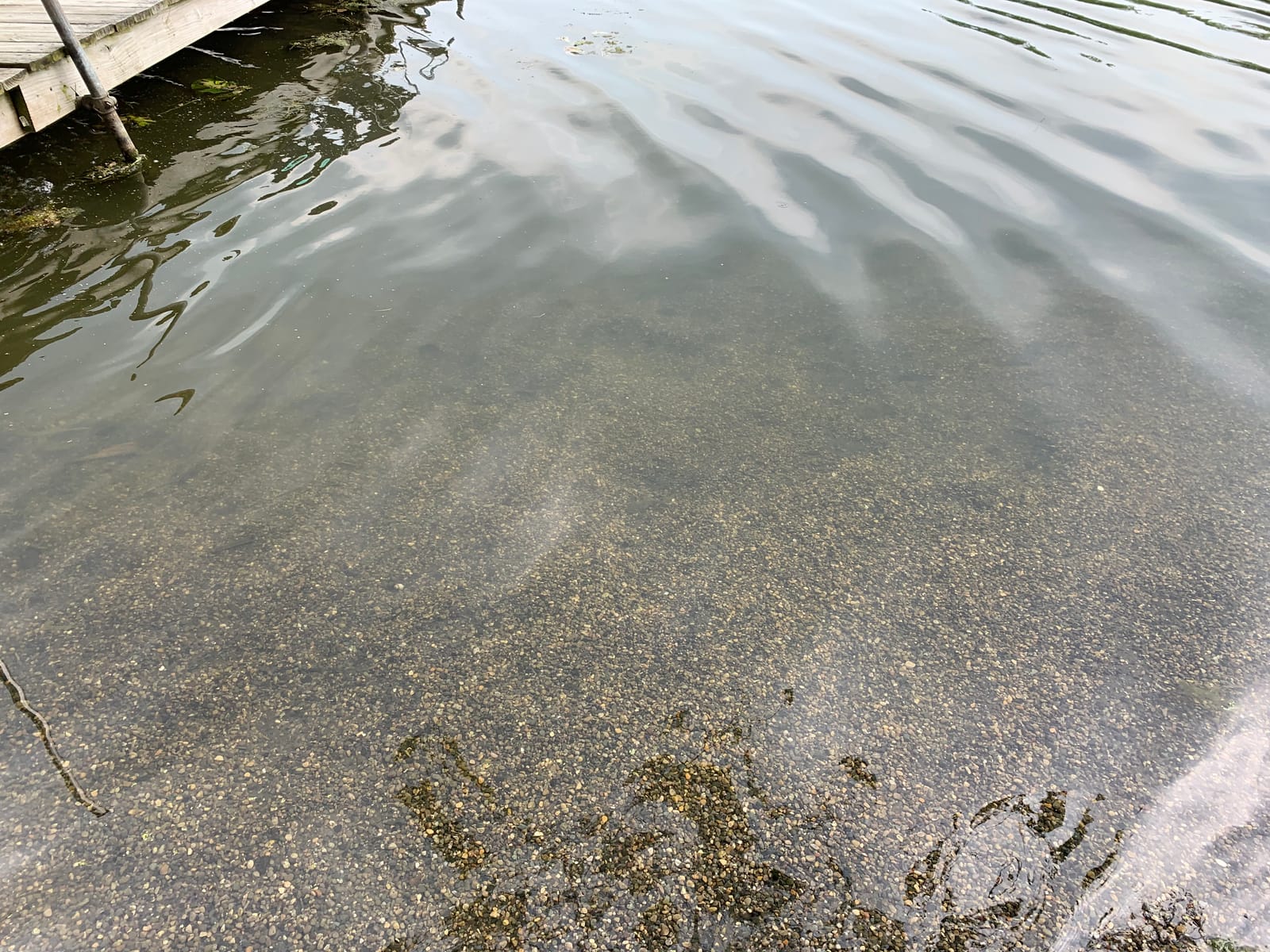 Scott Aerator Aquasweep Muck Blaster | 1 HP 115V Dock Mount 50ft Cord customer photo 2