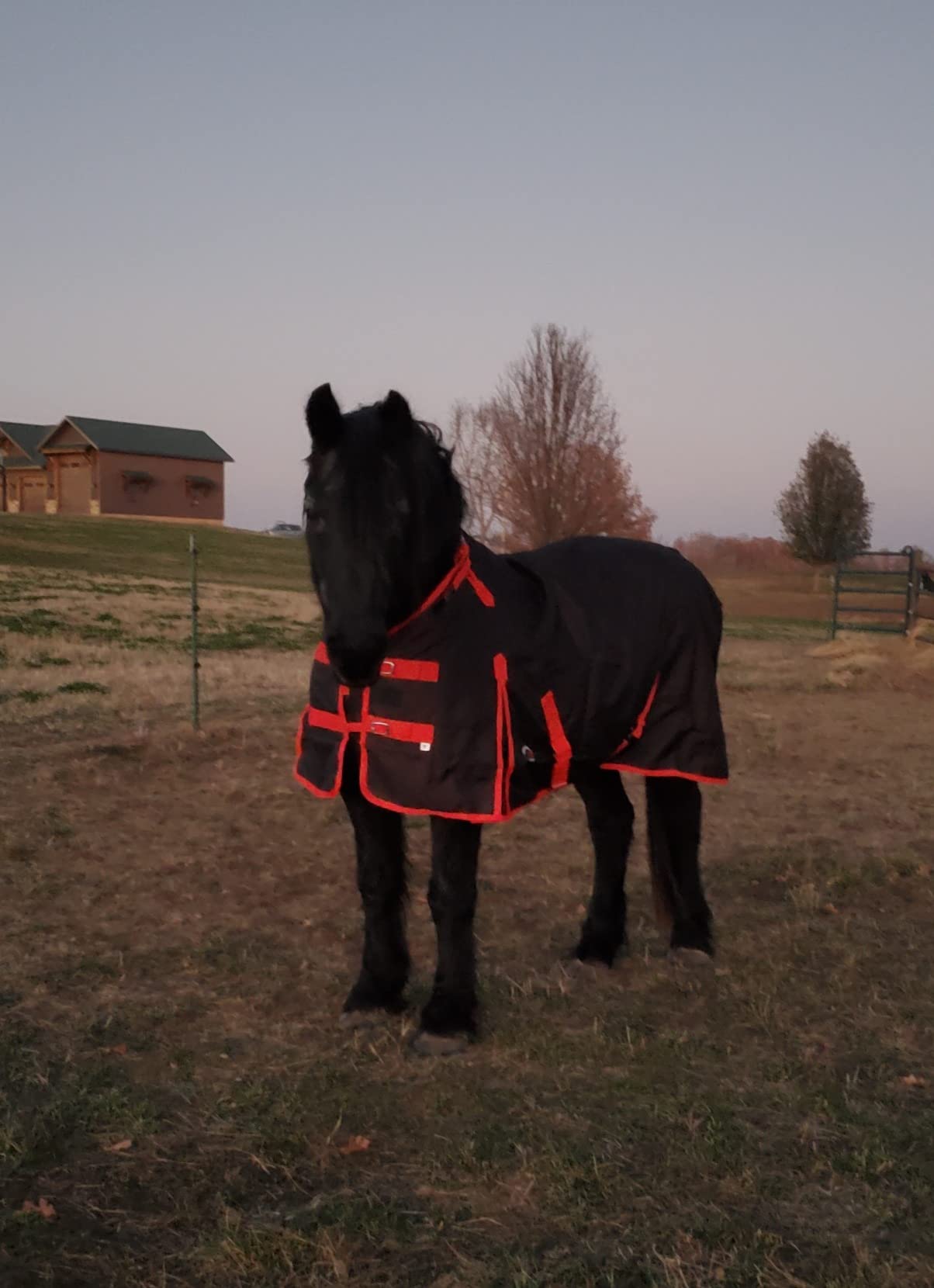 Challenger 1200D Turnout Rain Horse Sheet Light Winter Blanket 371 customer photo 1