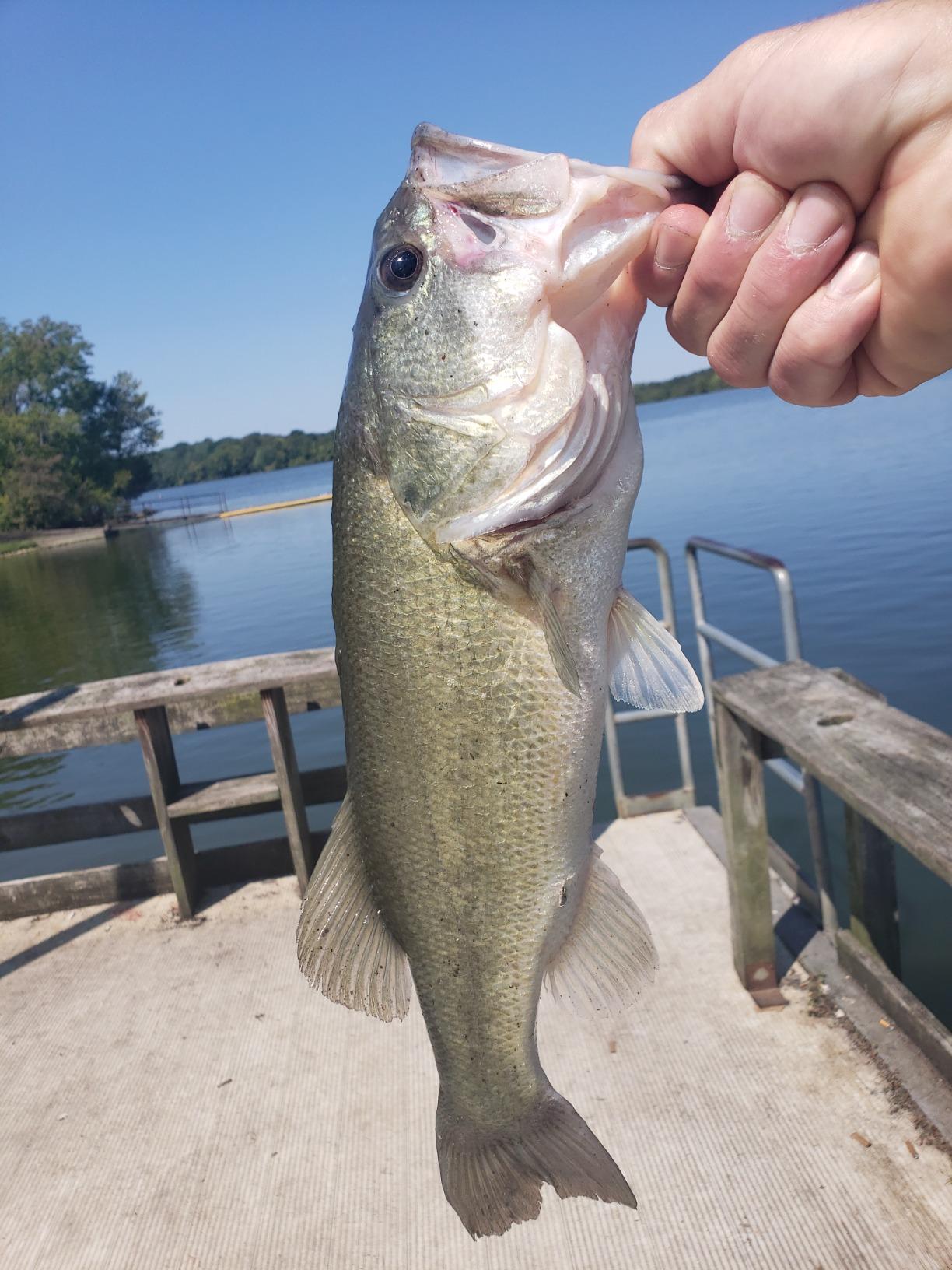 Lew's Classic Pro Speed Spool SLP Baitcast Reel customer photo 2