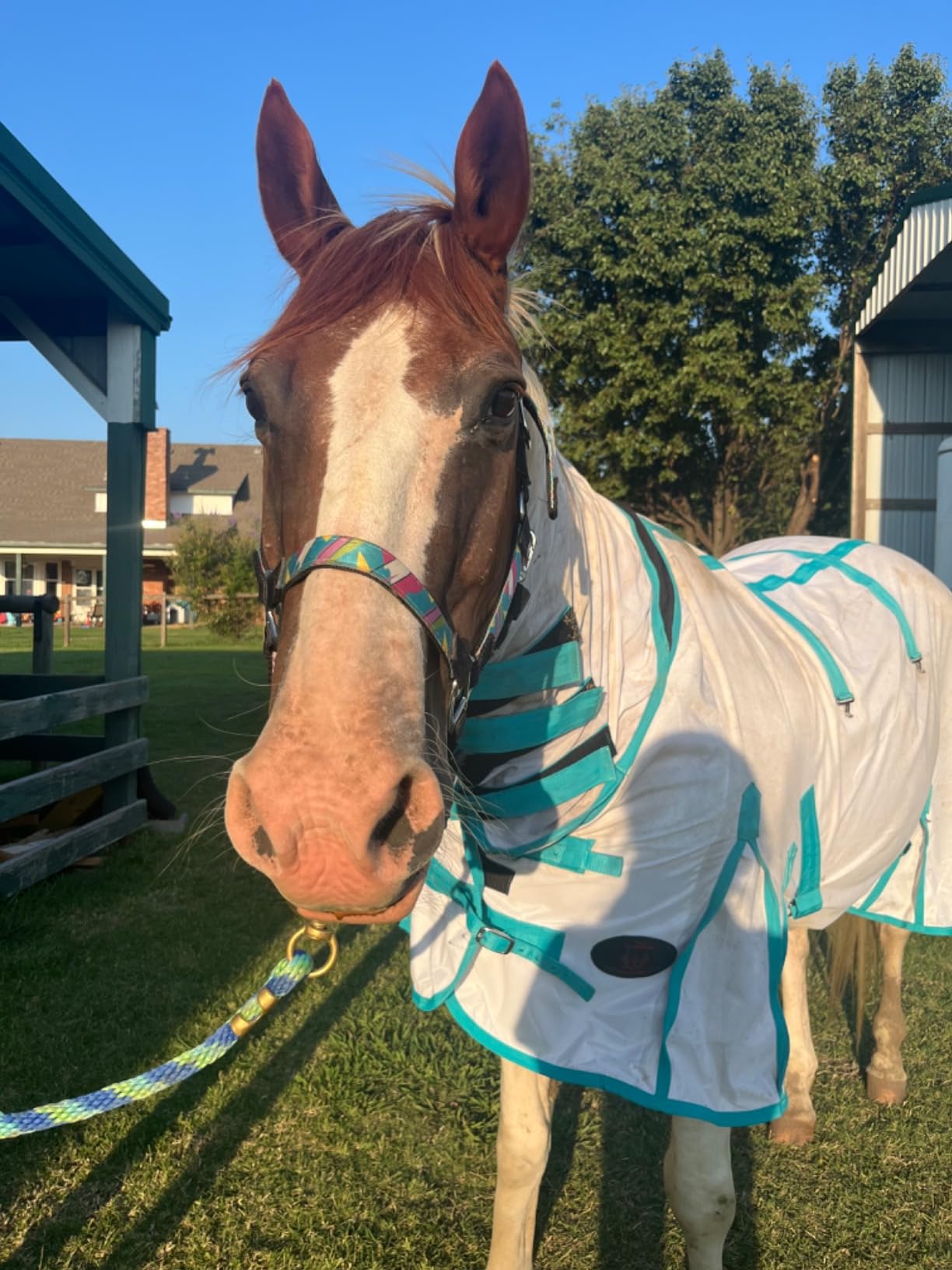 Heavy Duty Horse Fly Sheet with Neck and Detachable Belly Band | Summer Sheet (76, Purple) customer photo 1