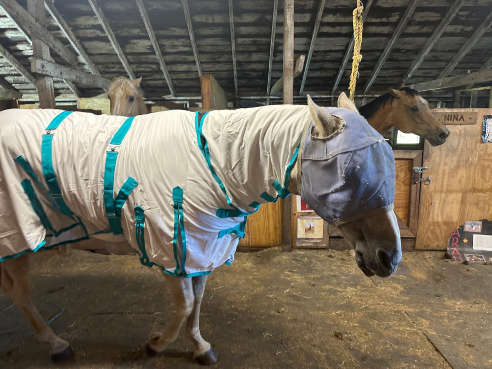 Heavy Duty Horse Fly Sheet with Neck and Detachable Belly Band | Summer Sheet (76, Purple) customer photo 2