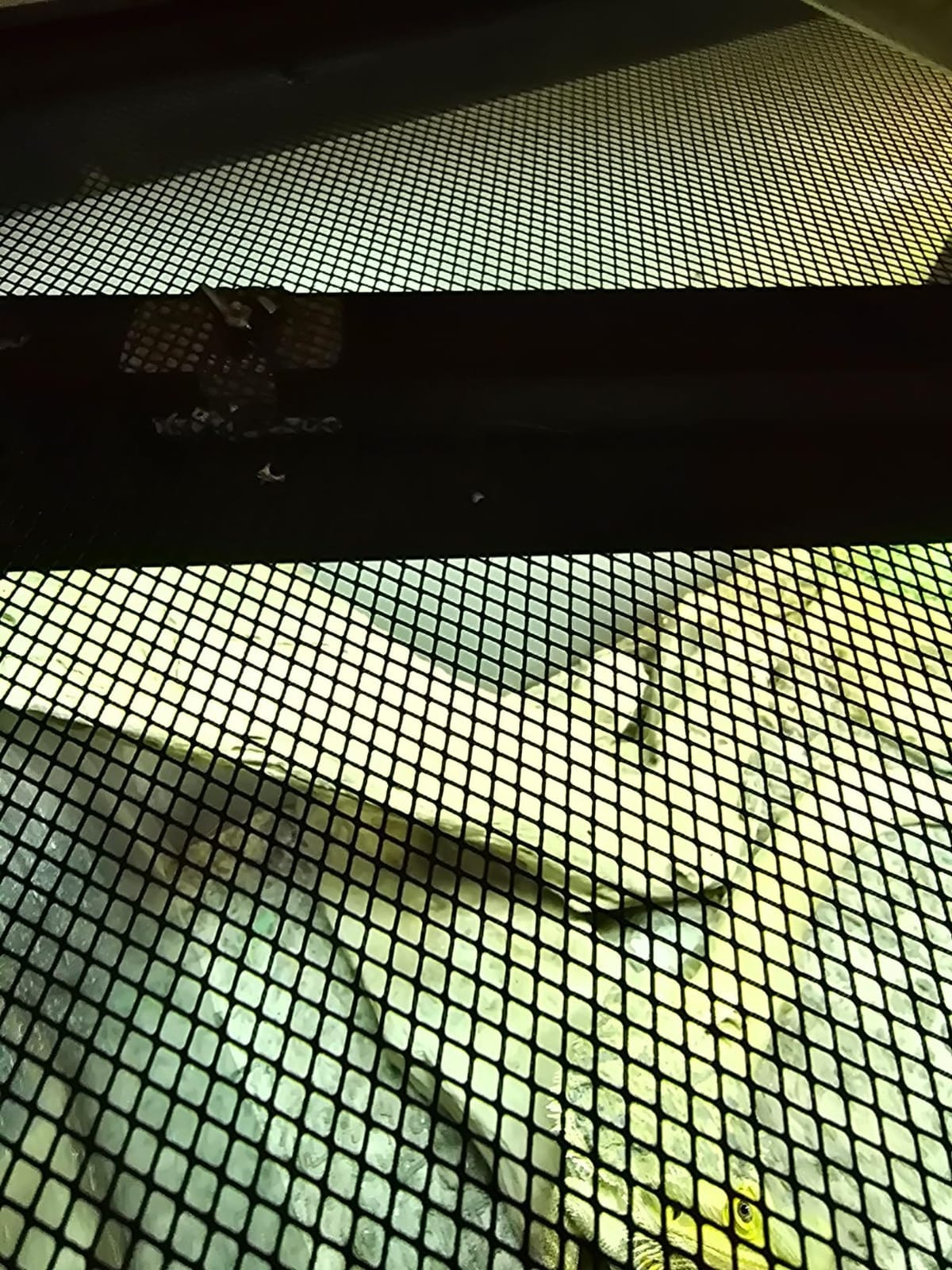 REPTI ZOO T5 HO UVB Lighting Combo Kit, Terrarium Hood Comes with Desert 10.0 UVB T5 Lamp (24W) customer photo 2
