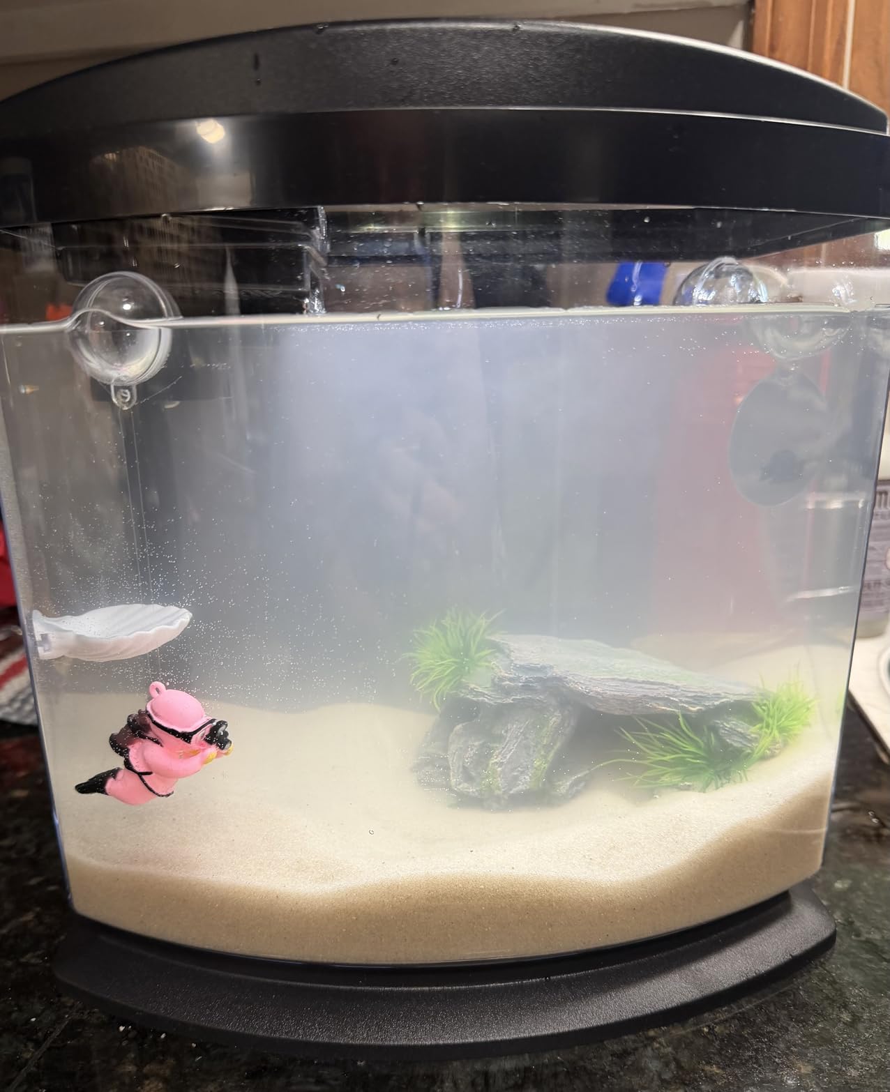Aqueon LED MiniBow Small Aquarium Fish Tank Kit, Black, 2.5 Gallon customer photo 2
