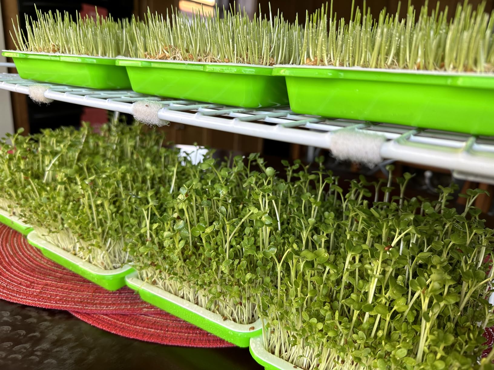 5 Pack Seed Sprouter Trays, Wheatgrass Tray Sprouter Microgreen Growing Kit customer photo 2