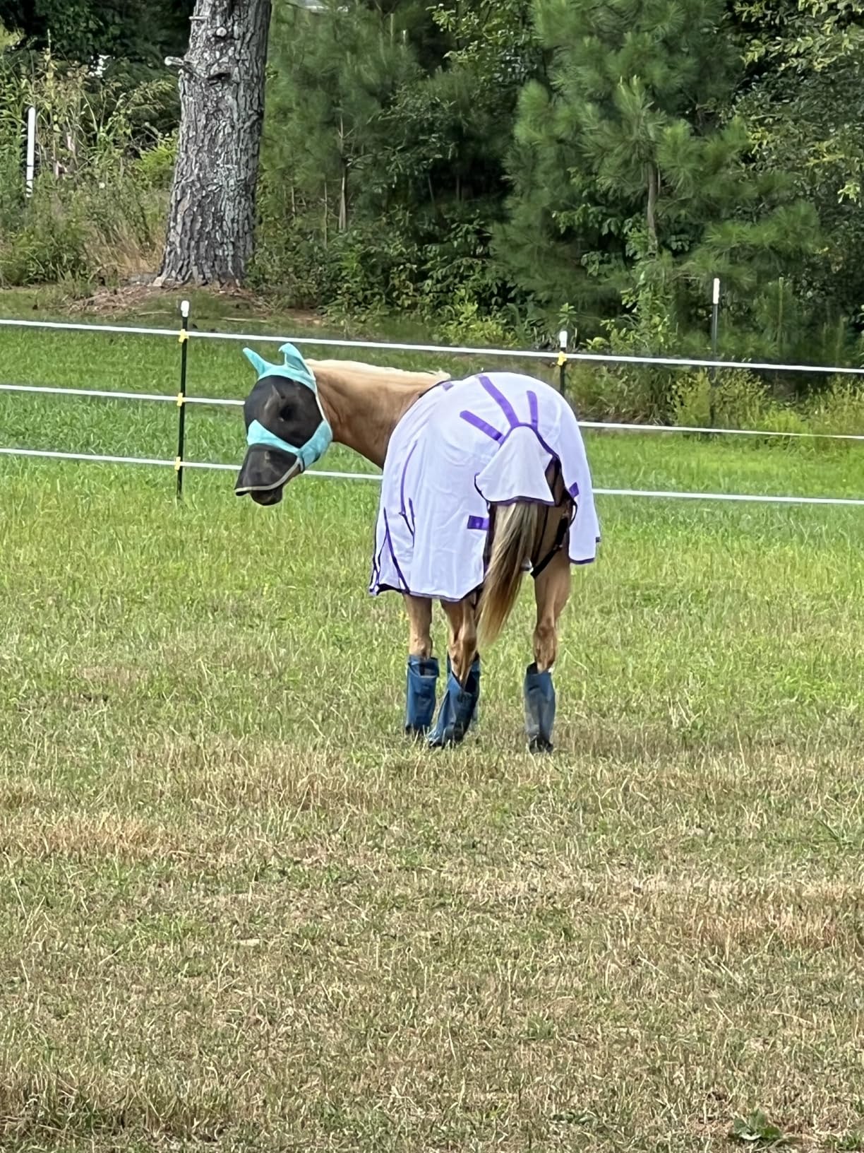 Challenger Horse Mesh Light Weight Summer Fly Sheet Spring Airflow White 73403B customer photo 1