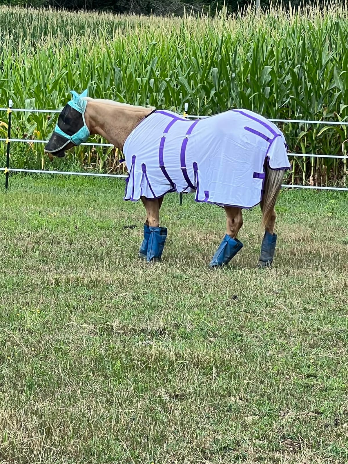 Challenger Horse Mesh Light Weight Summer Fly Sheet Spring Airflow White 73403B customer photo 2