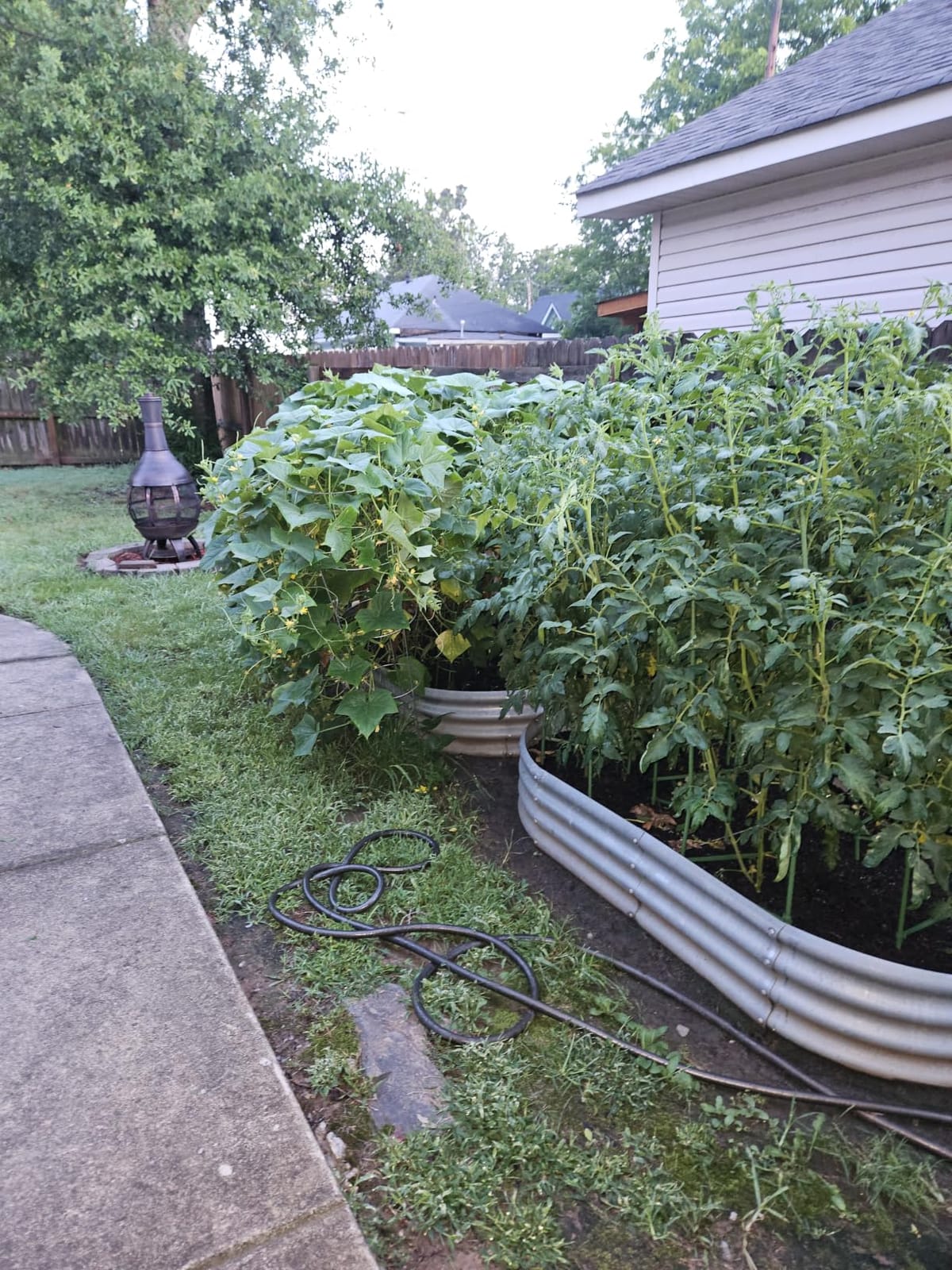 Land Guard 8×4×1 ft Galvanized Raised Garden Bed Kit,Raised Garden Boxes Outdoor, Oval Metal Raised Garden Beds for Vegetables…… customer photo 2