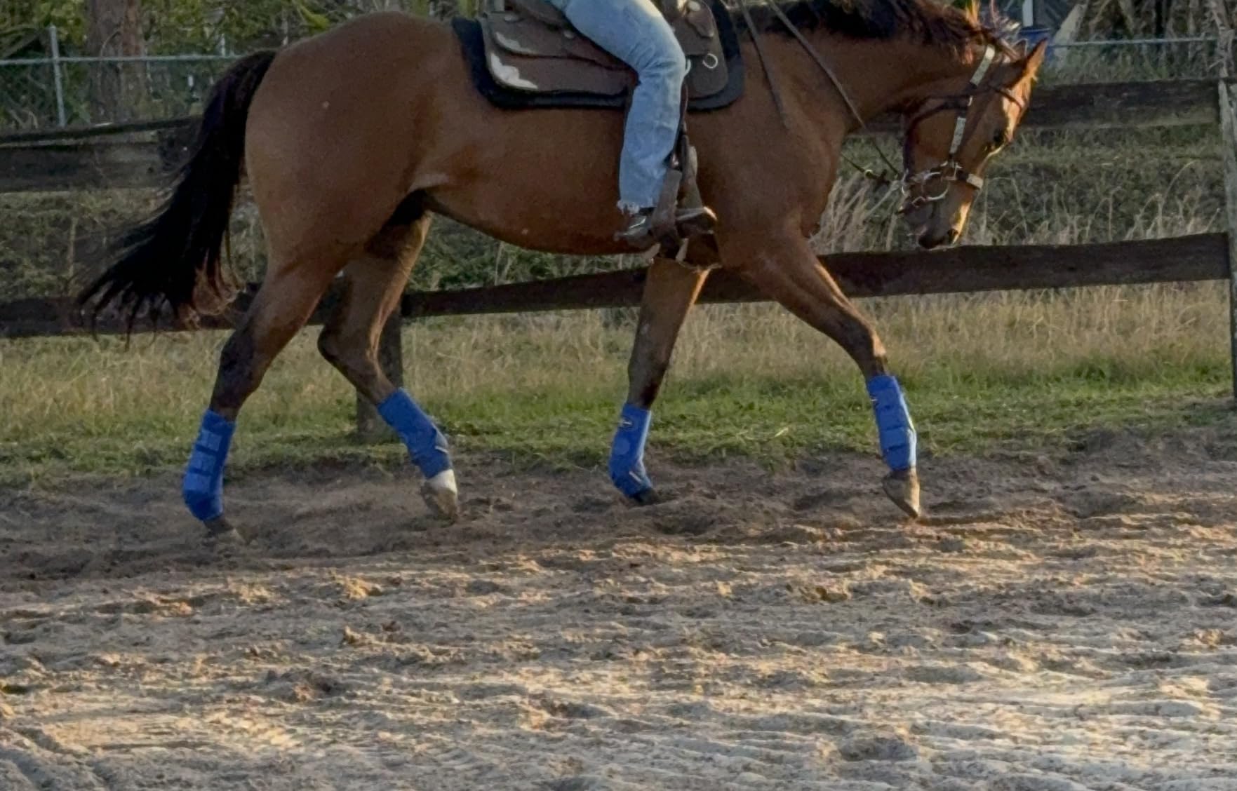 Harrison Howard Splint Boots for Horses 4 Pack, Front & Hind Horse Sport Boots with Neoprene Leg Protection customer photo 1
