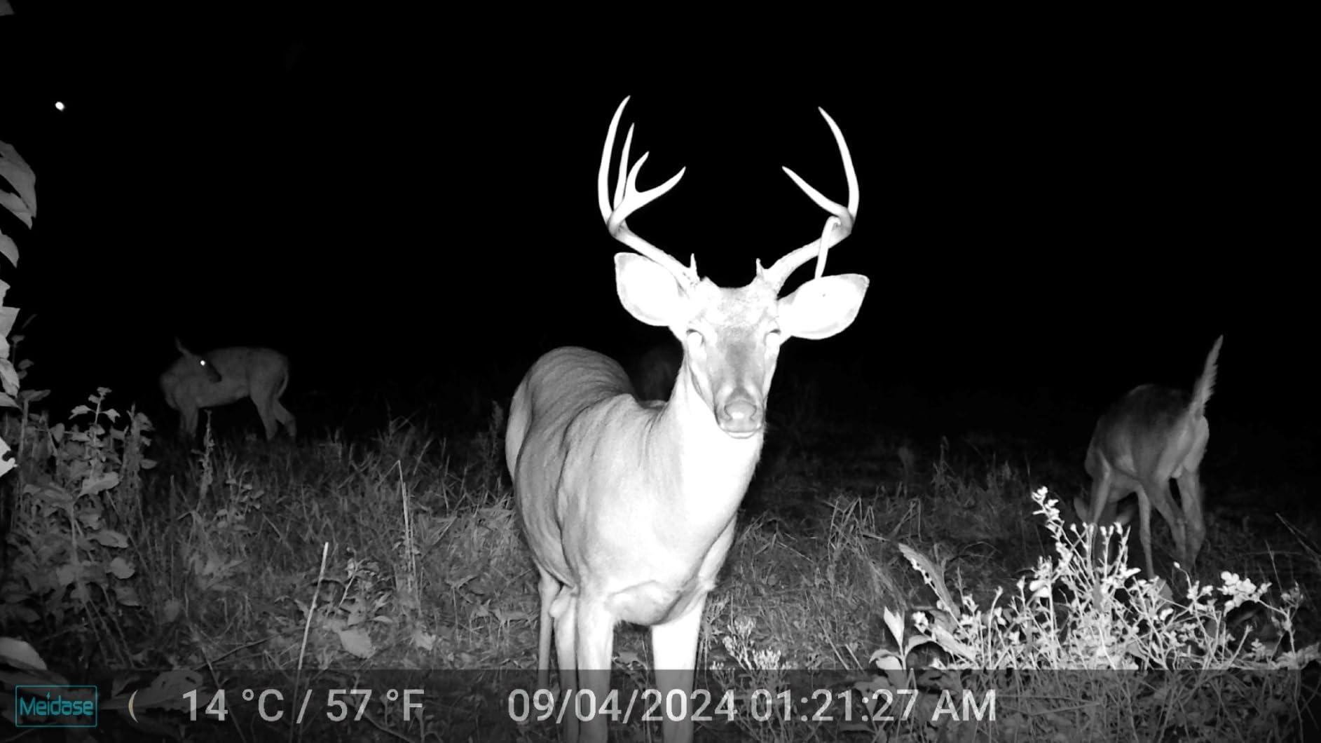 Meidase P60 Pro Trail Camera, 2K 48MP, Clear 100ft Night Vision Motion Activated, Hunting Game Camera with Fast 0.1s Trigger Speed, IP66 Waterproof customer photo 1