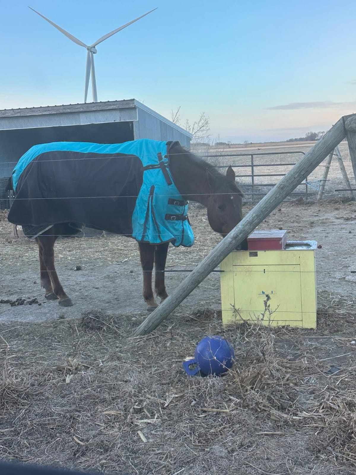 Challenger 1200D Horse Turnout Waterproof Heavy Weight Winter Blanket 5EE20BG customer photo 1