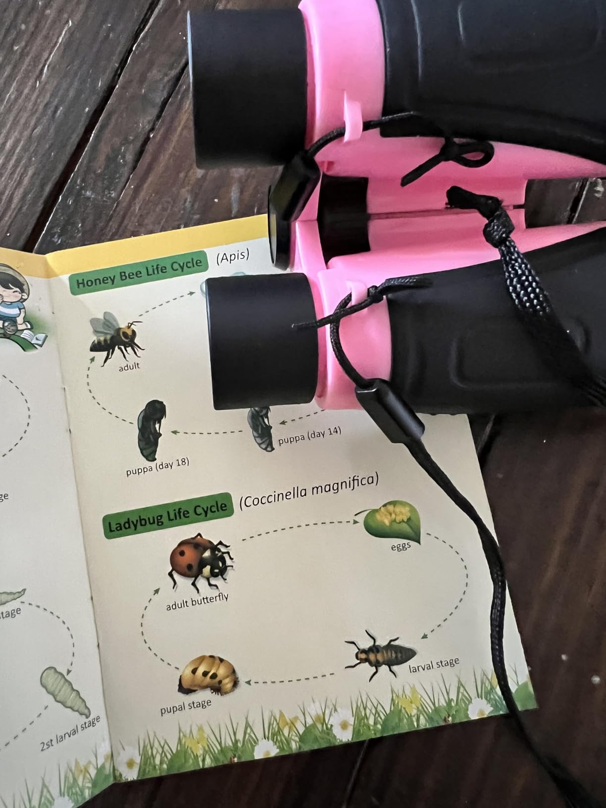 INNOCHEER Explorer Kit & Bug Catcher Kit for Kids Outdoor Exploration for Boys Girls 3-12 Years Old (Purple) customer photo 1
