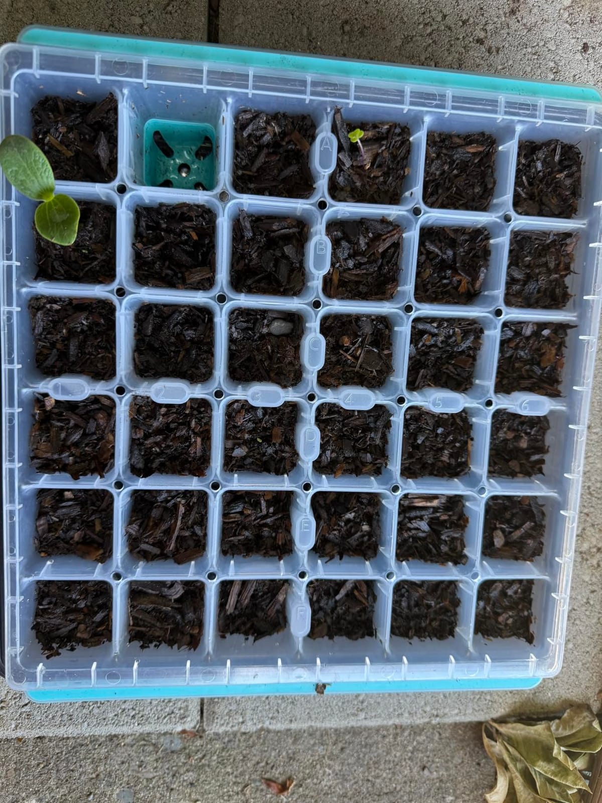Burpee SuperSeed 36-Cell Reusable Seed Starting Tray for Indoor Seedlings customer photo 2