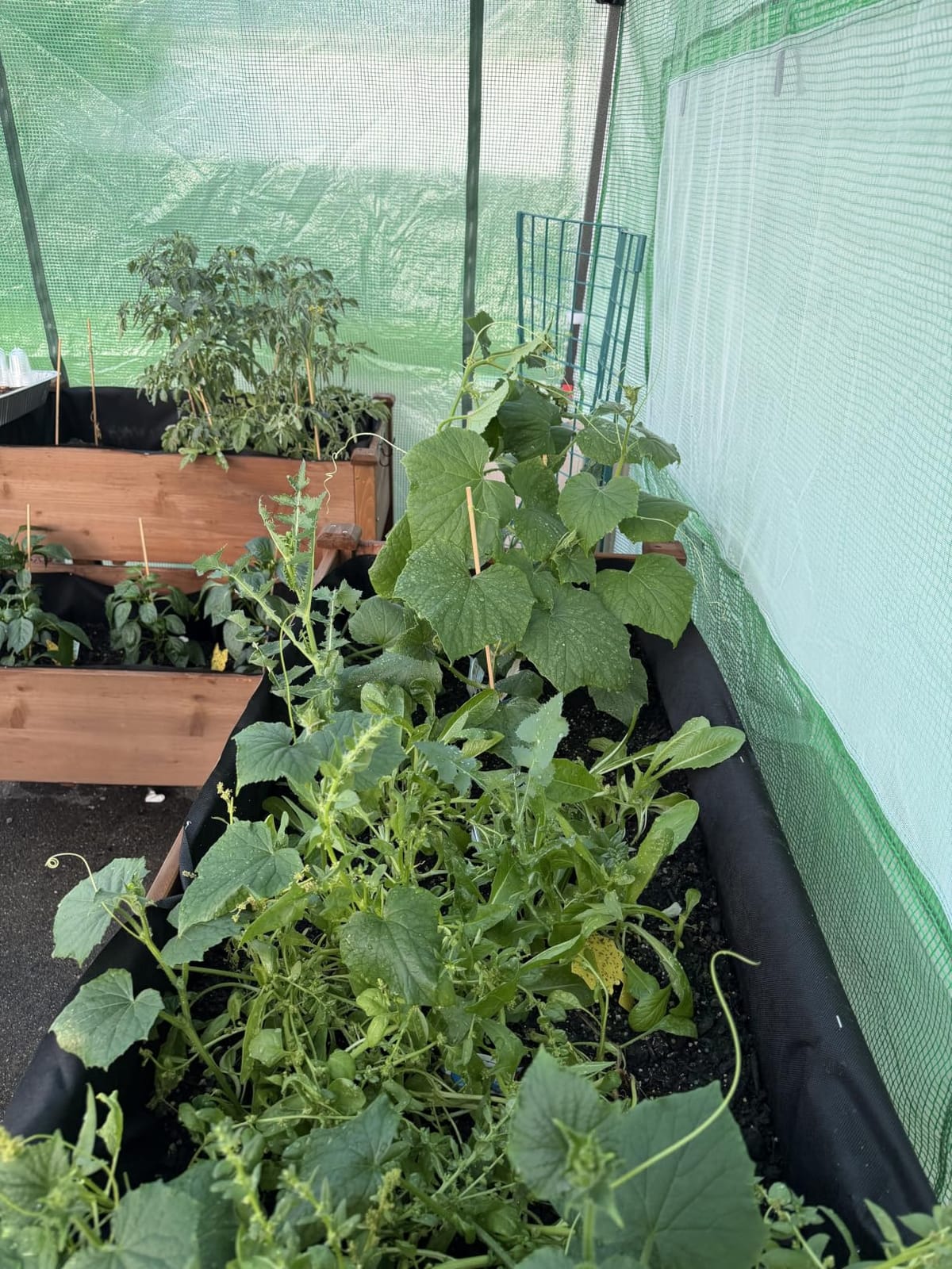 EAGLE PEAK 10x5 Easy Setup Pop Up Greenhouse, Lean-to Design, Clear/Green customer photo 2