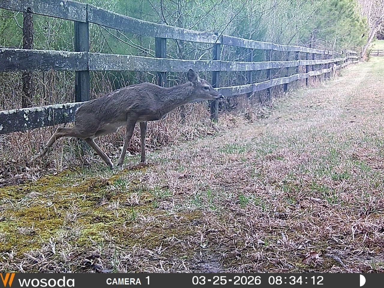 WOSODA 2 Pack Trail Cameras with Night Vision Motion Activated Waterproof,48MP Hunting Game Camera,1080P HD Trail Cam for Wildlife Monitoring,Outdoor Scouting & Security(Non-Cellular Non-WiFi) customer photo 1