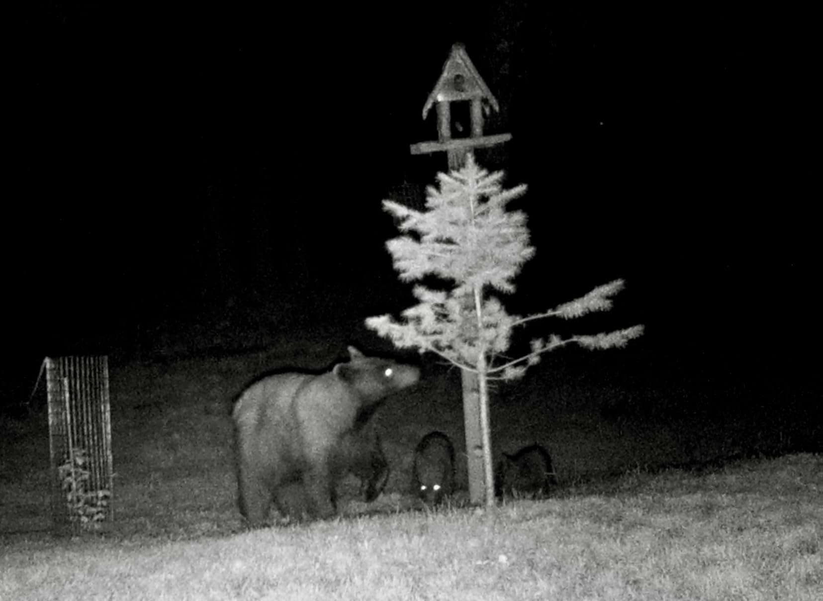 WOSODA 2 Pack Trail Cameras with Night Vision Motion Activated Waterproof,48MP Hunting Game Camera,1080P HD Trail Cam for Wildlife Monitoring,Outdoor Scouting & Security(Non-Cellular Non-WiFi) customer photo 2