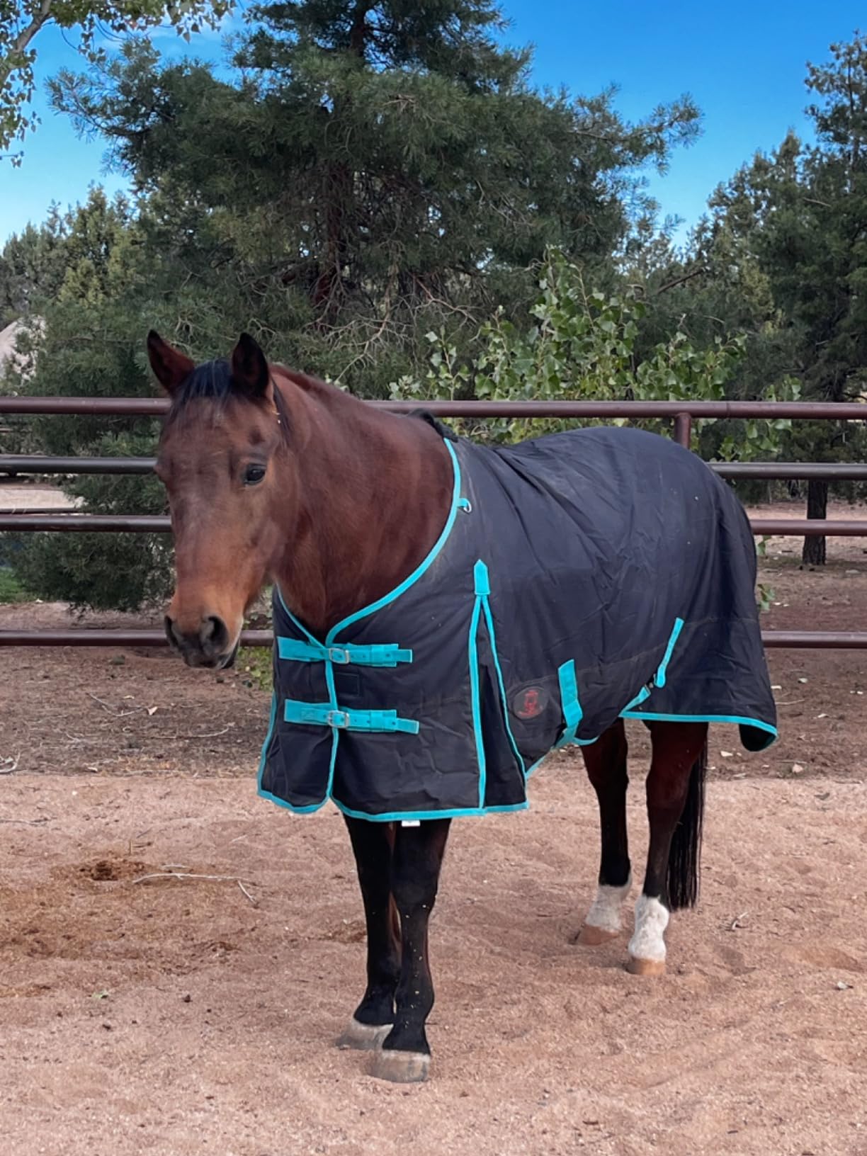 Winter Horse Blanket 300GSM 600 Denier (Waterproof/Breathable/Snow Proof) Turnout Blanket | Heavy Winter Blanket (78, Black with Turquoise Trims) customer photo 2